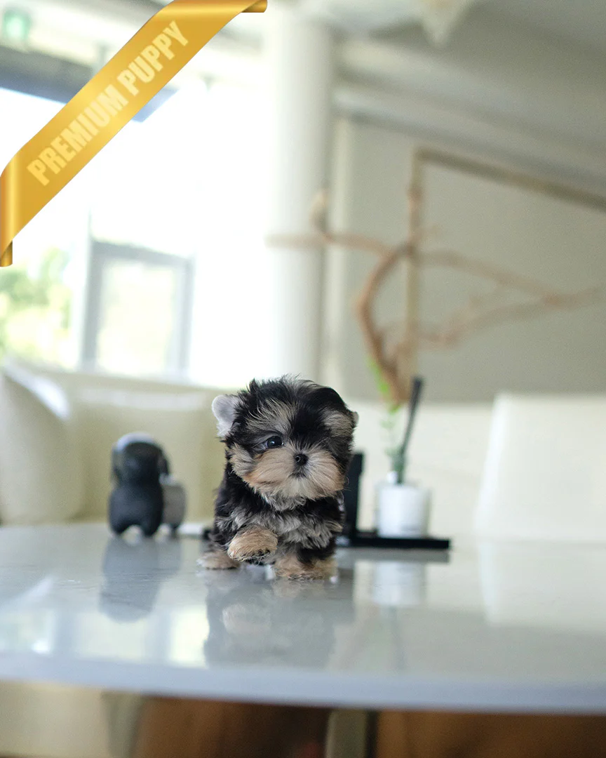 Rover 
