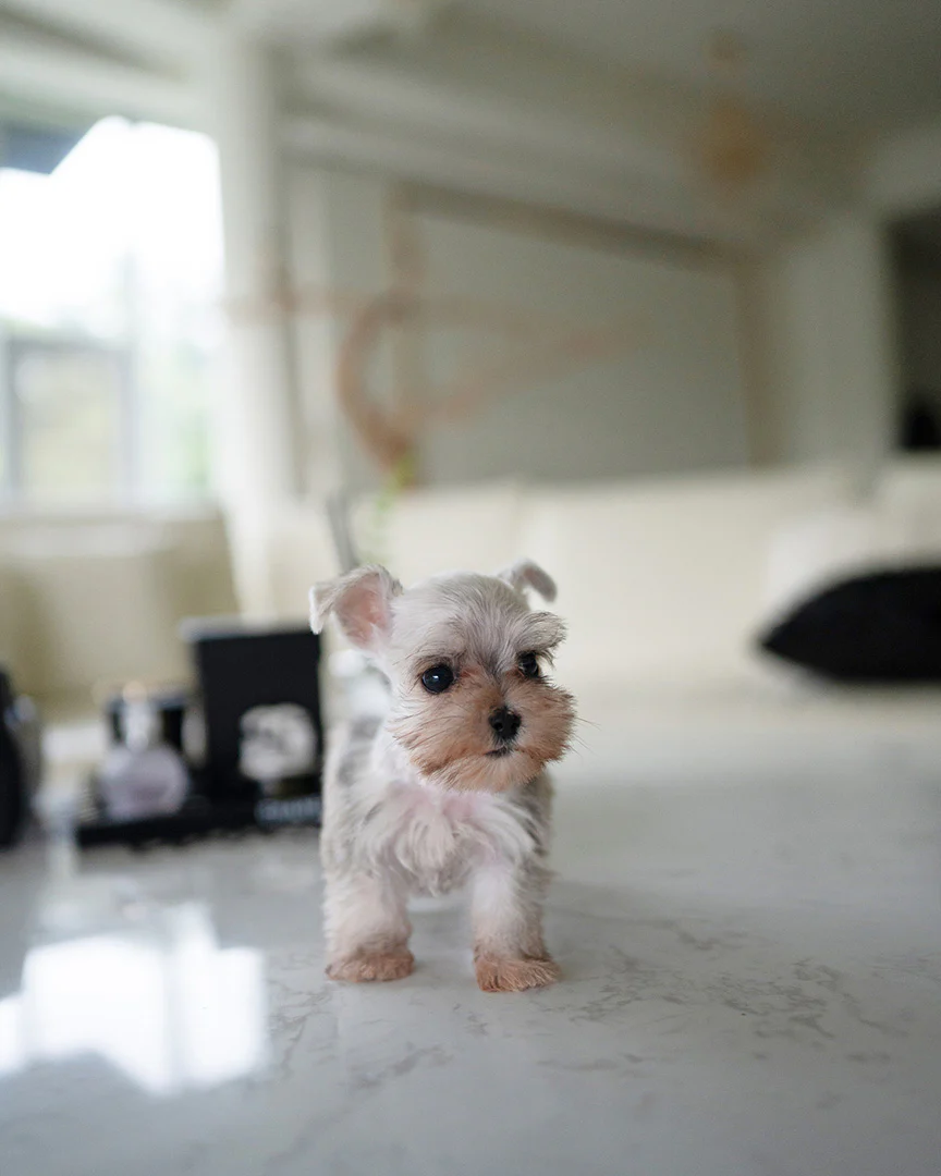 Aggie