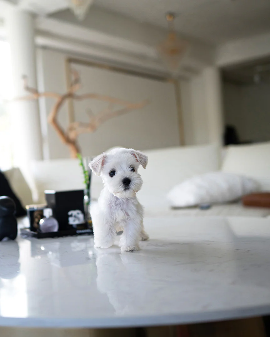 Fido