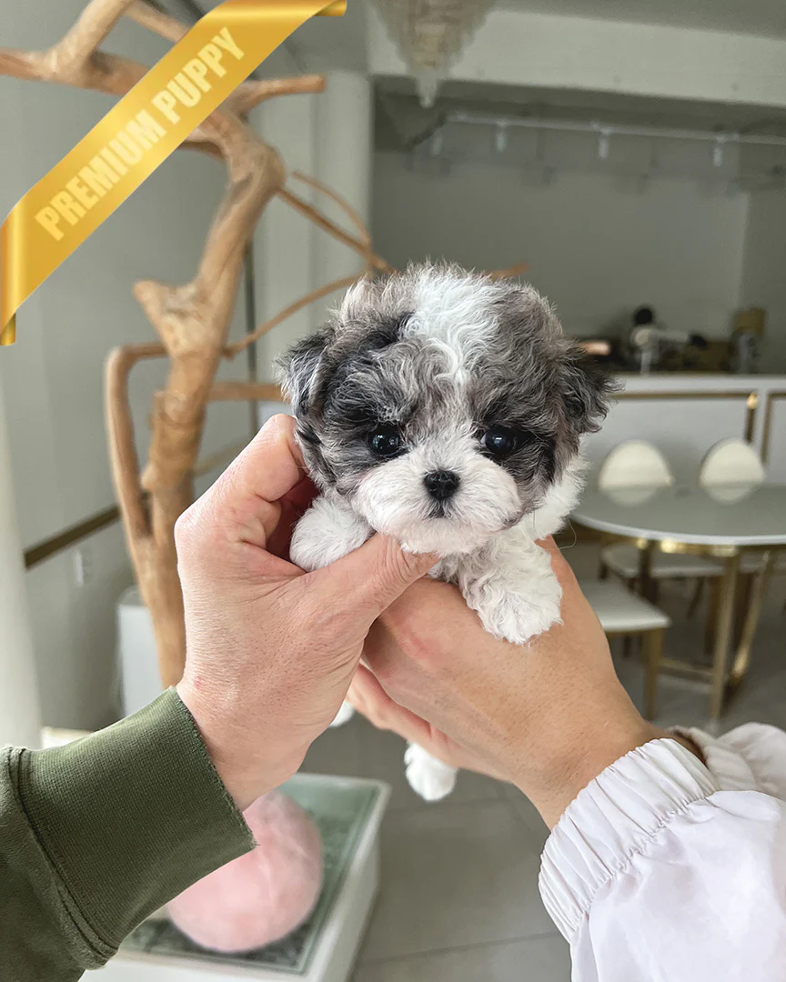Dottie