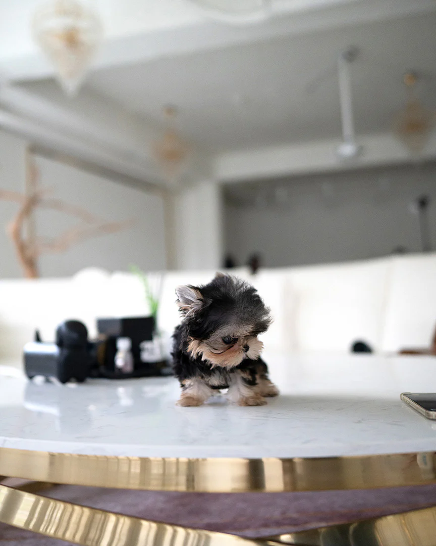 Baxter 