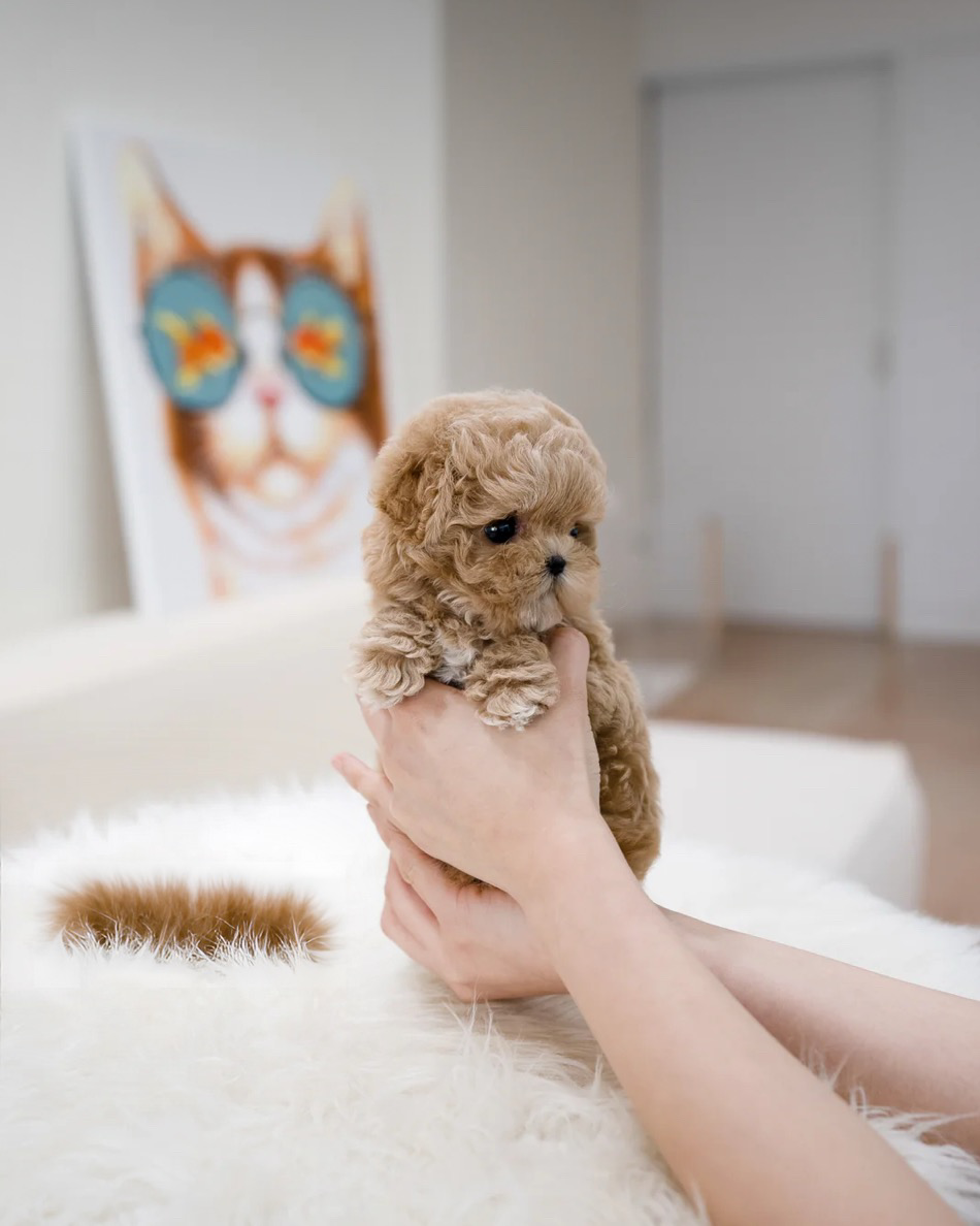 Muffin