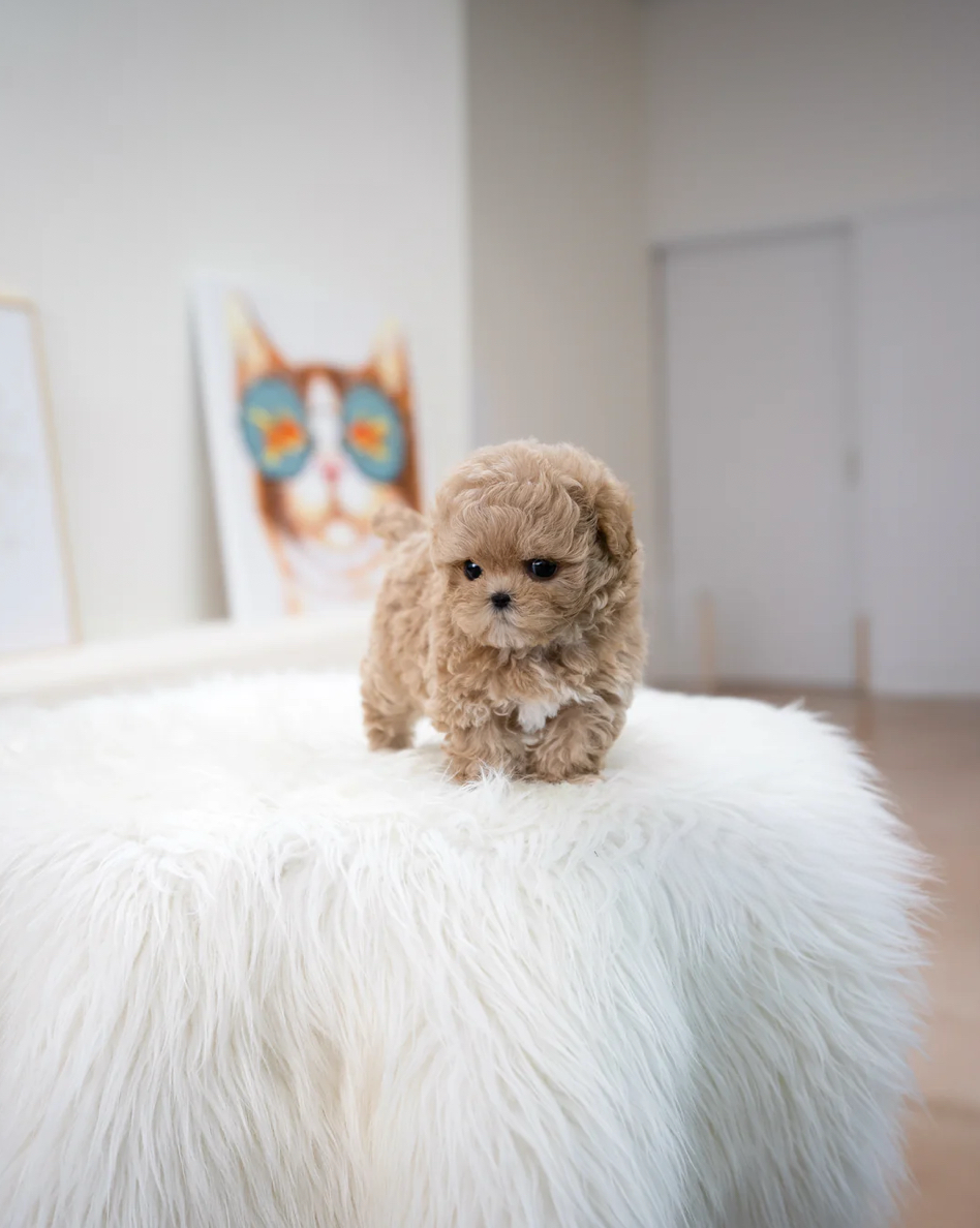 Muffin