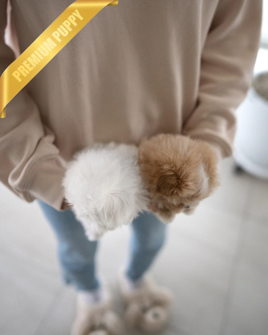 Chloe & Ceasar
