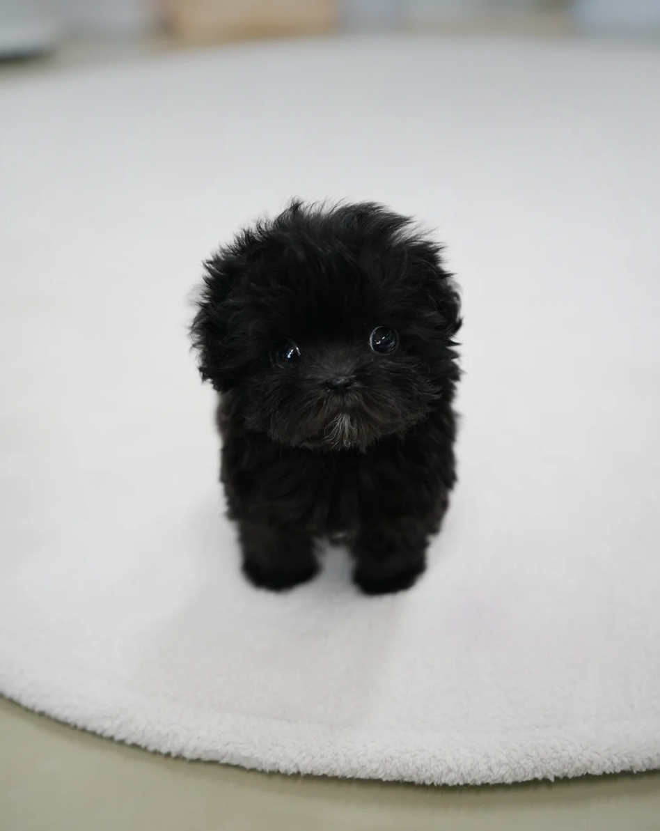 Lotty 