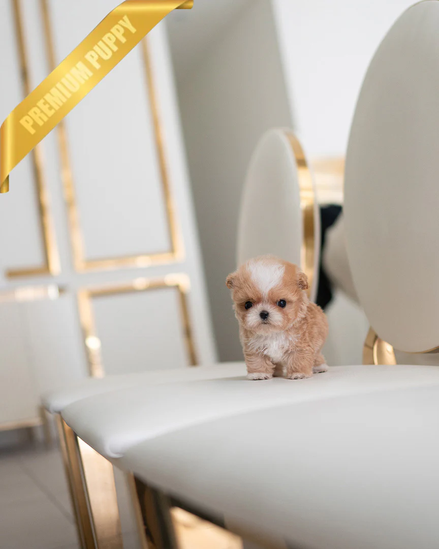 Fido