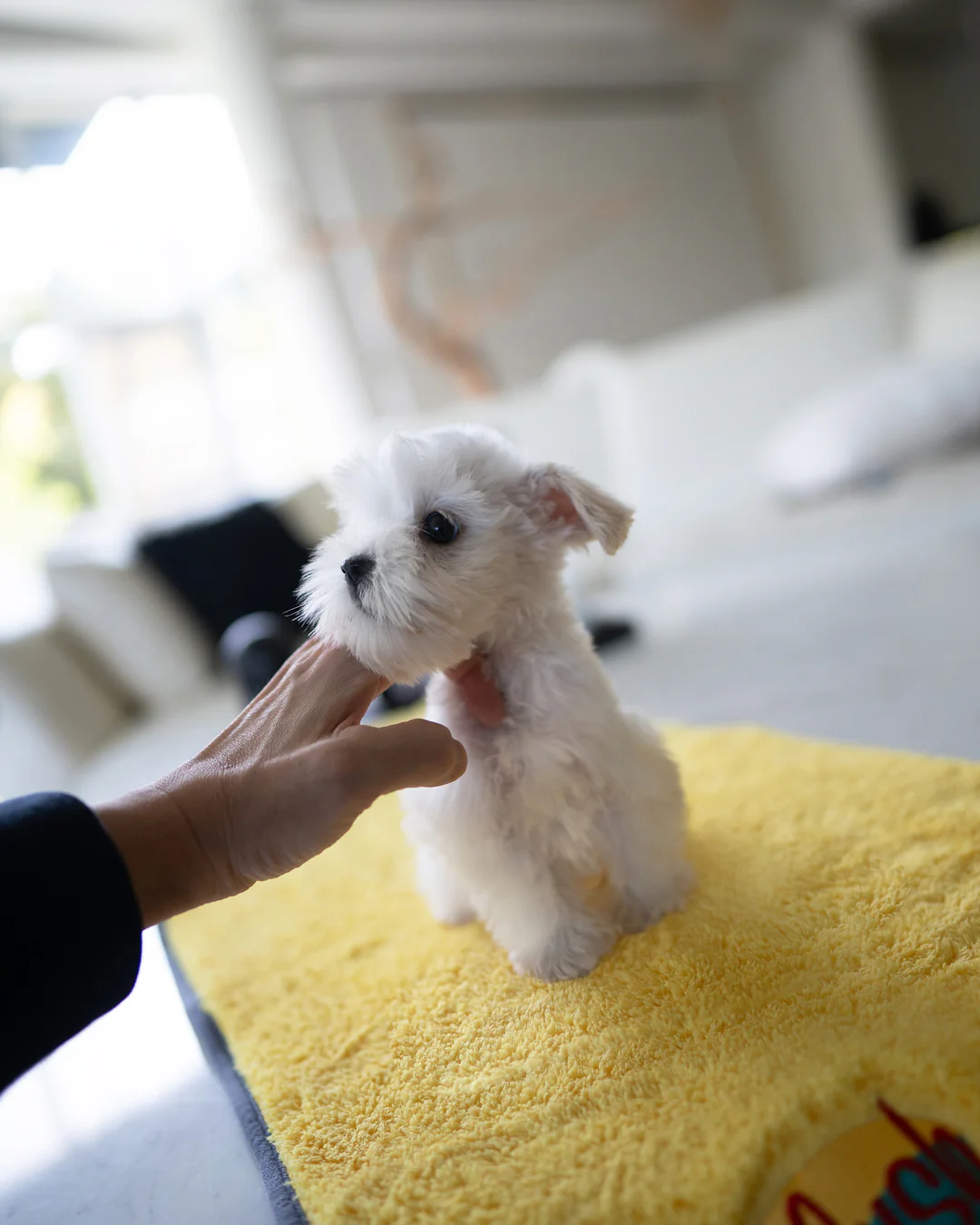 Fido