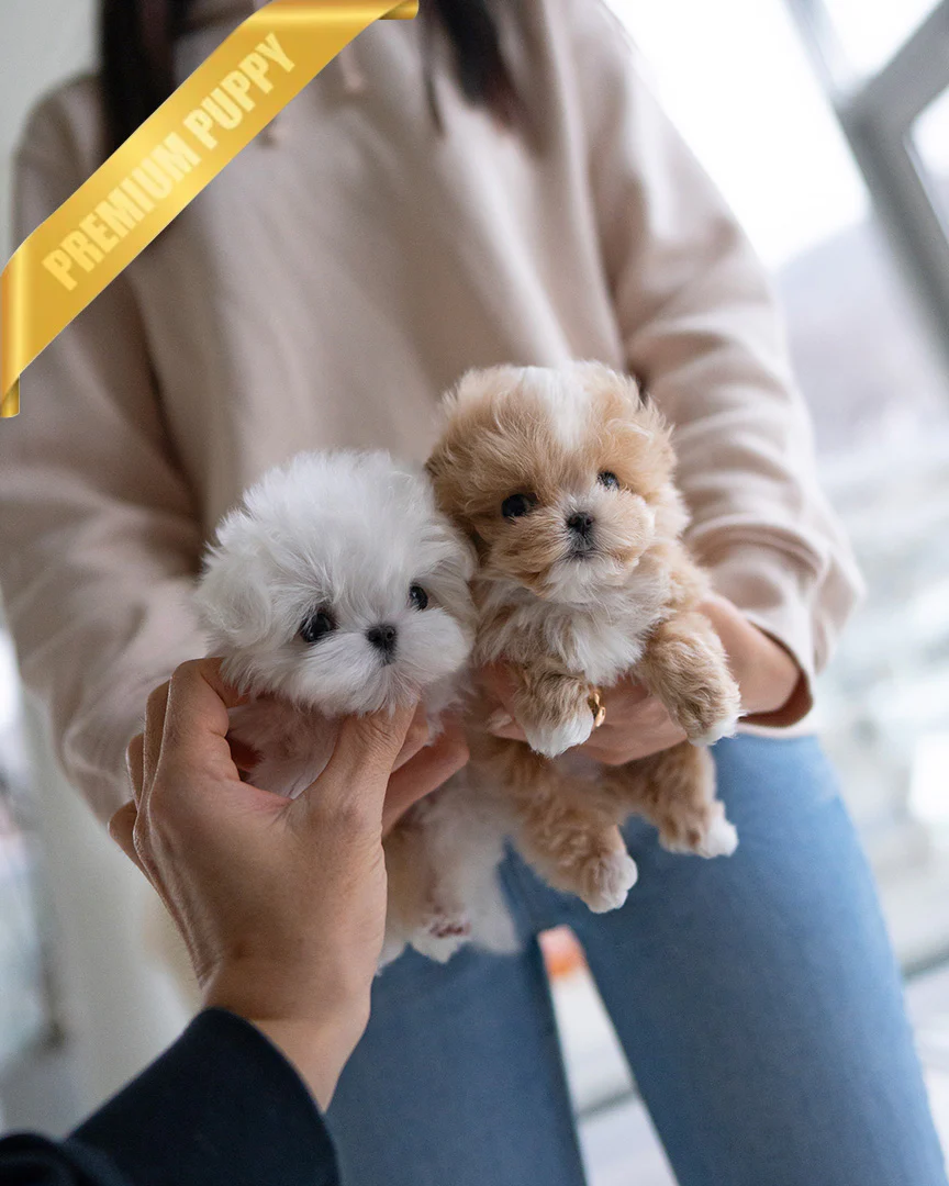 Chloe & Ceasar