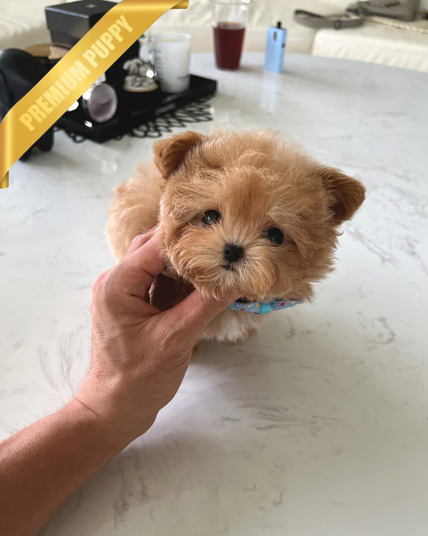 Hugo