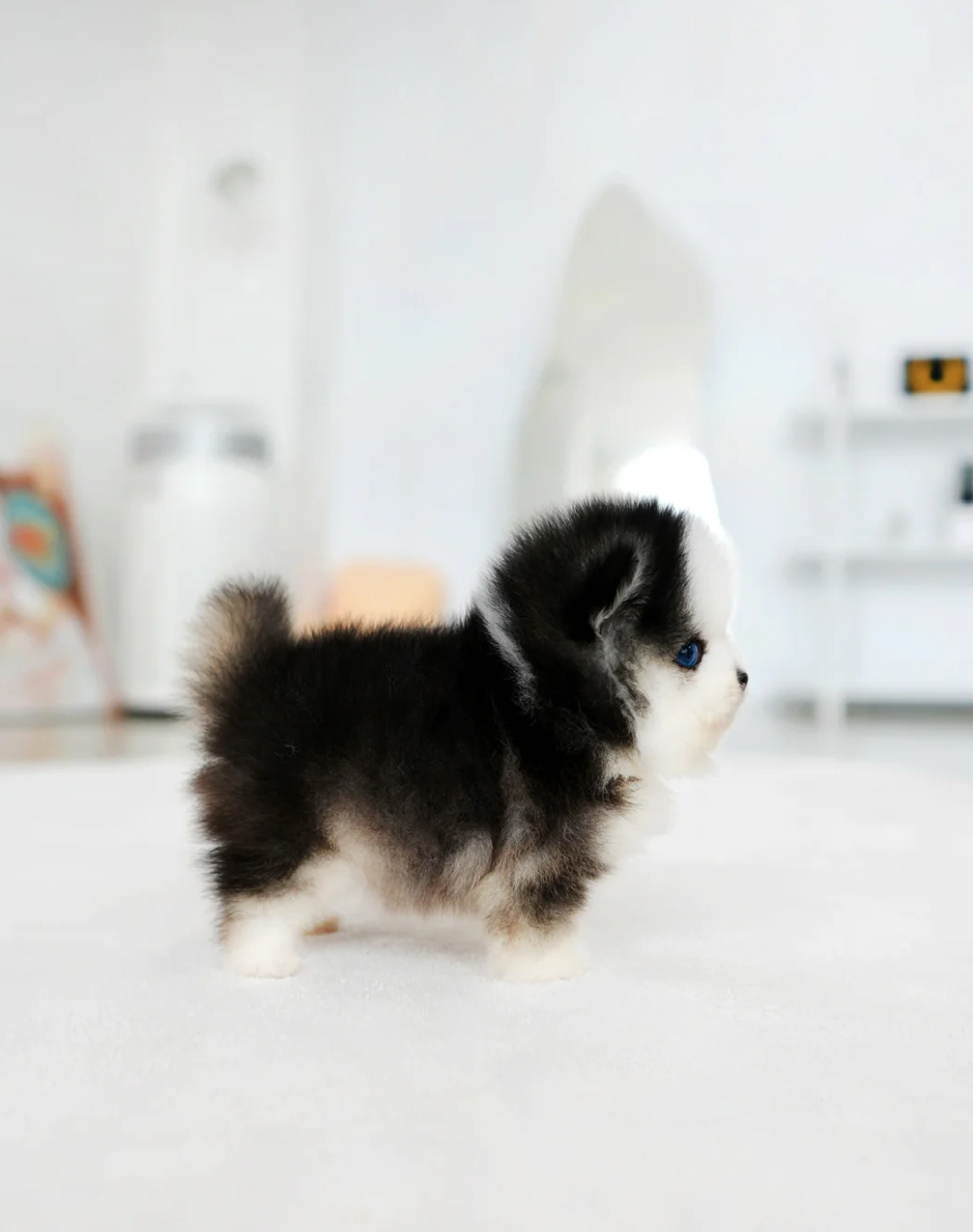 Chopa