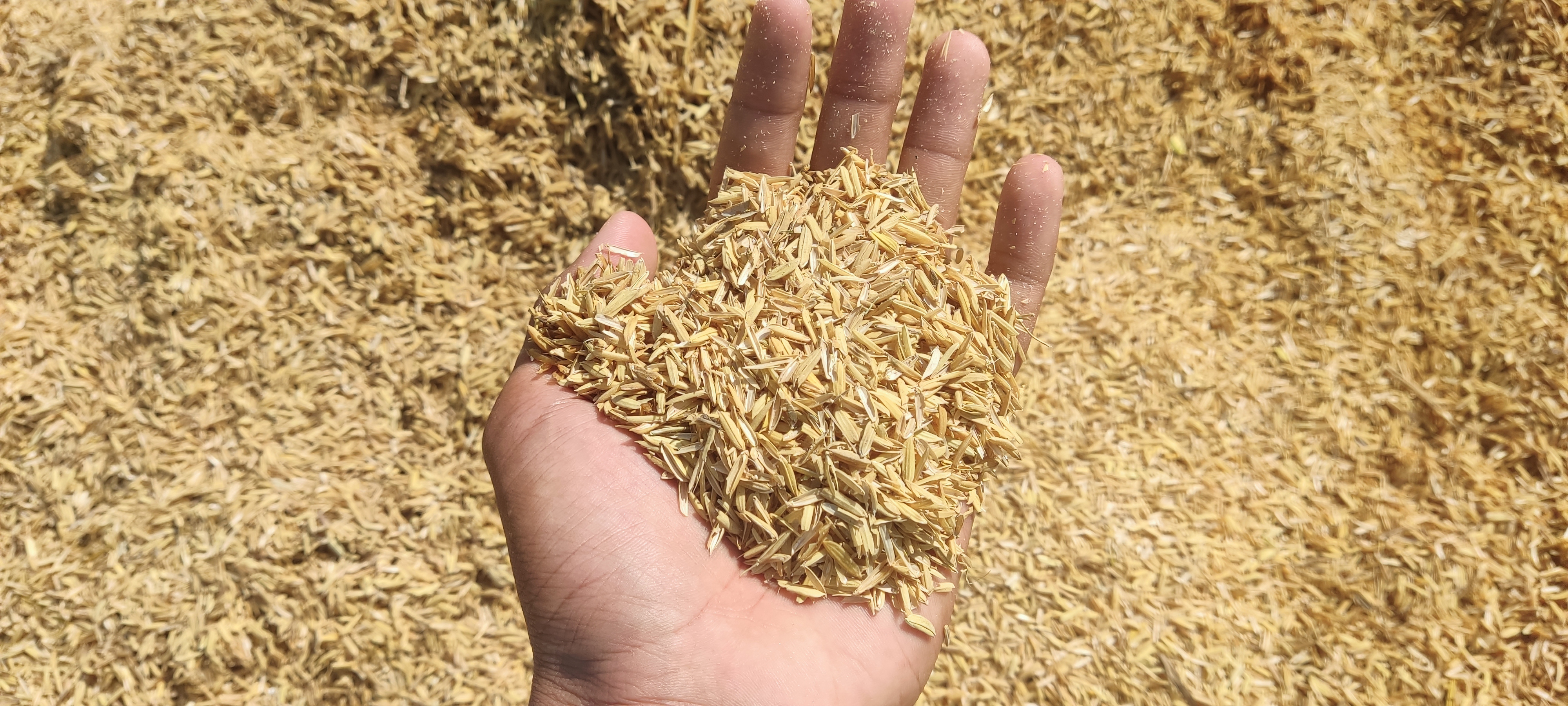 Rice Husk