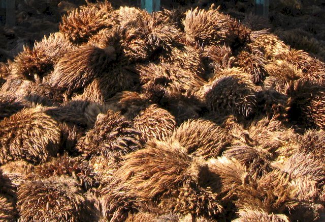 Empty fruit bunches (EFB)