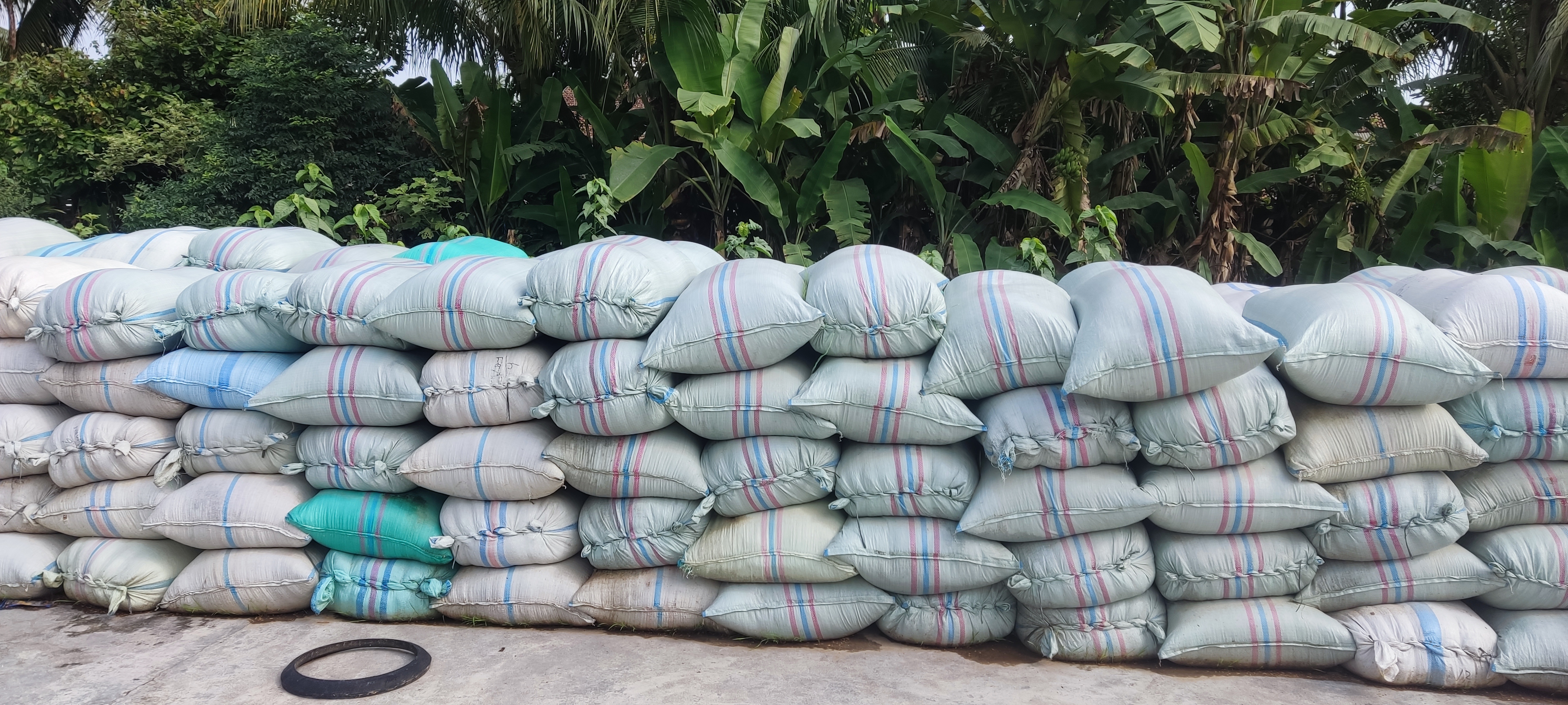 Rice Husk