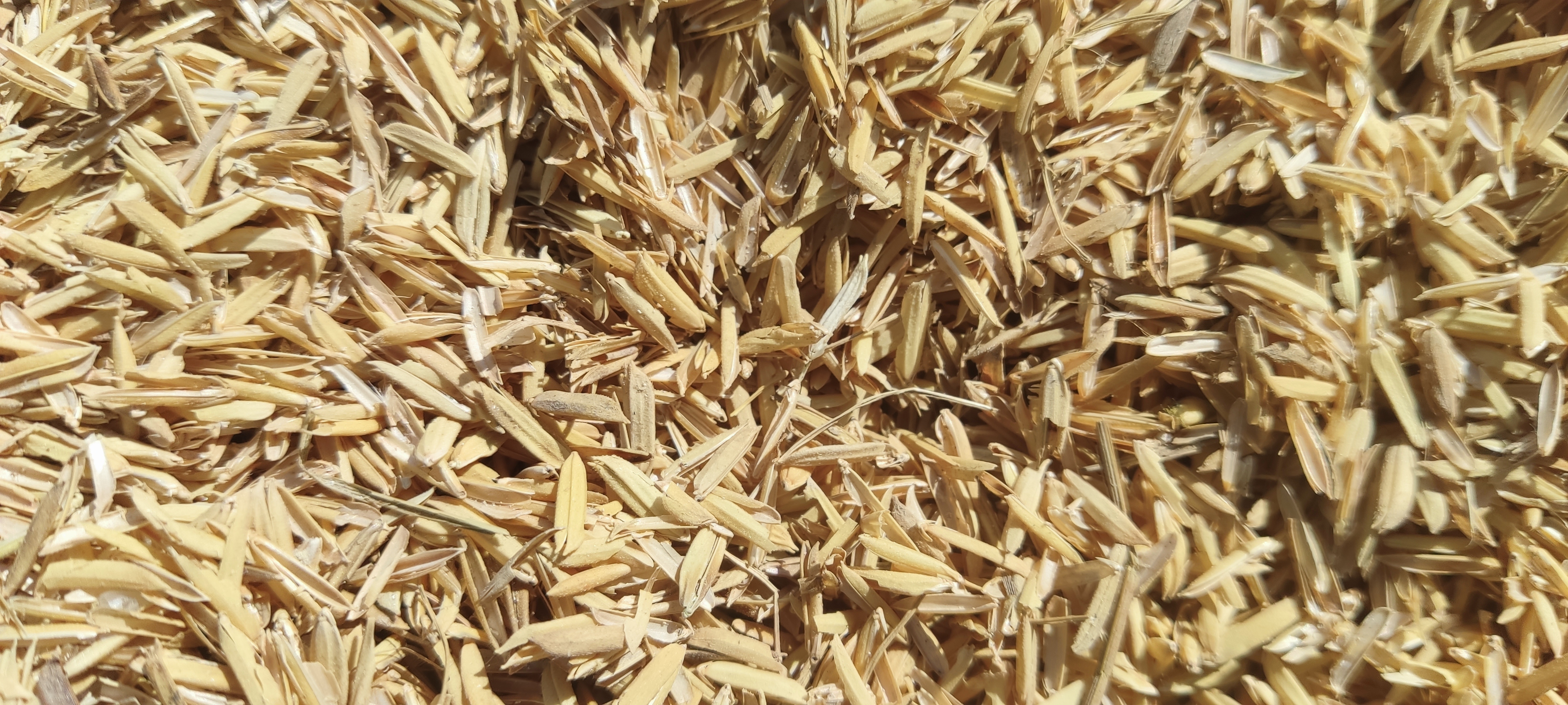 Rice Husk