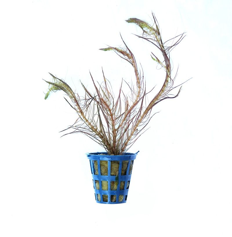 Rotala Wallichii