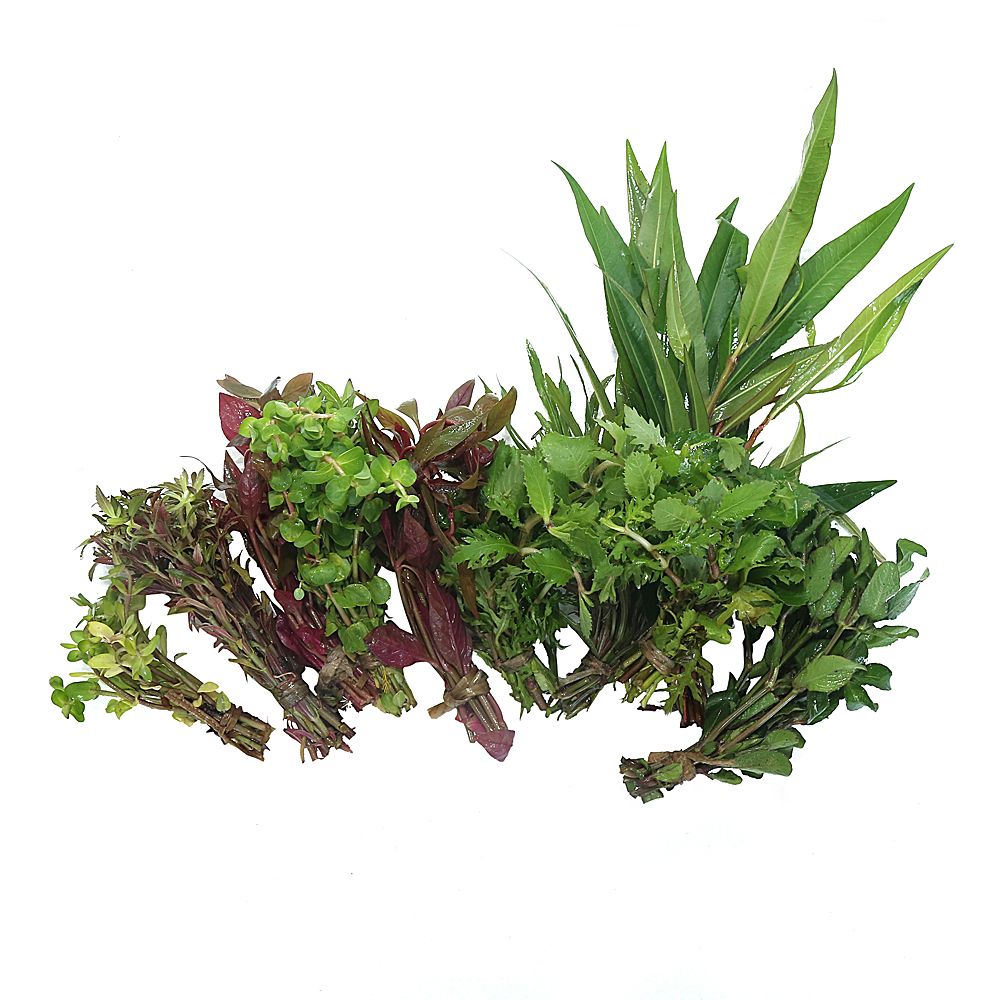 Aquatic Plants Combo Pack
