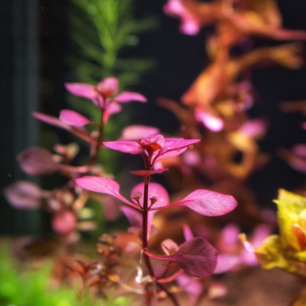 Ludwigia sp 'Mini Super Red'