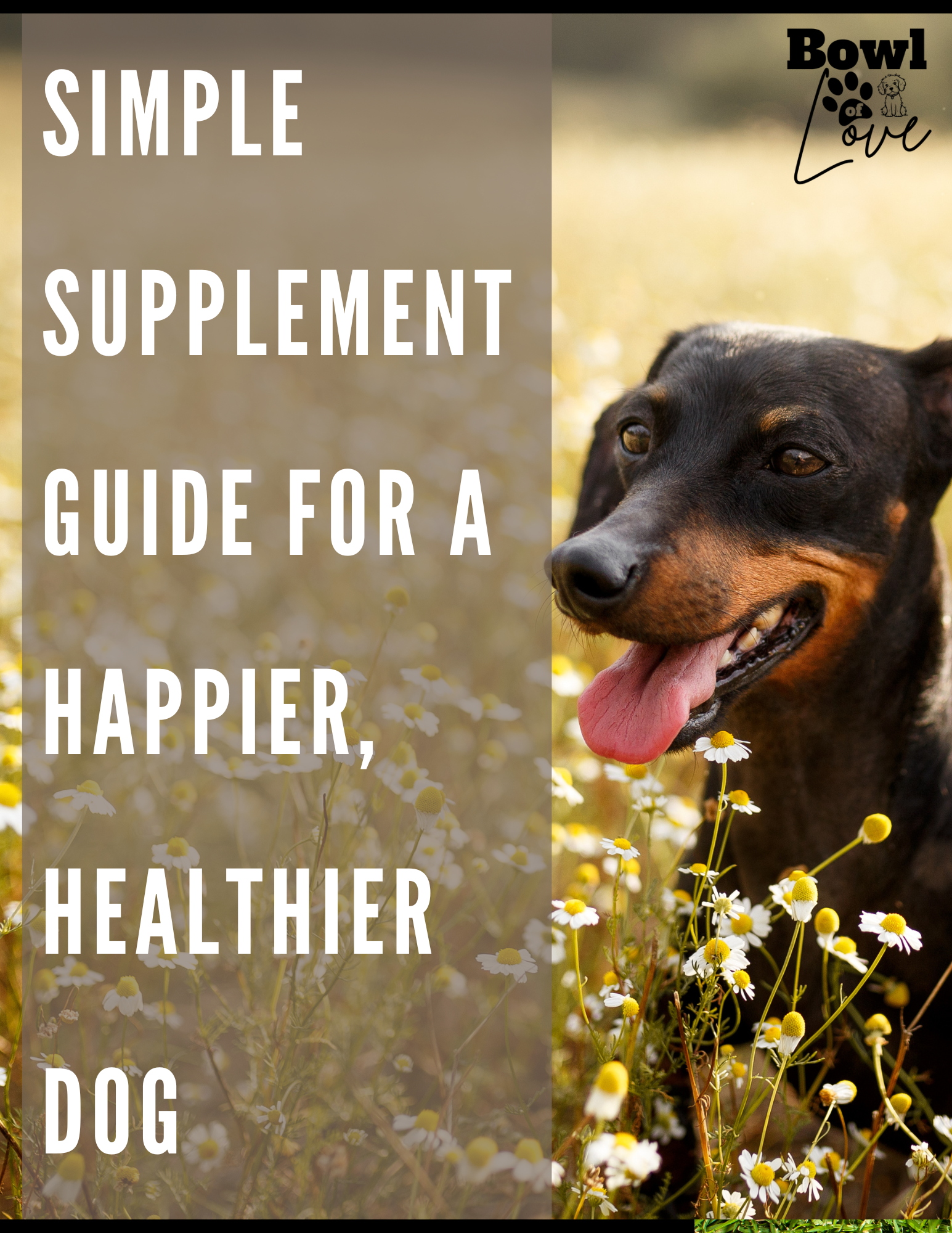 Simple Supplement Guide for Dogs