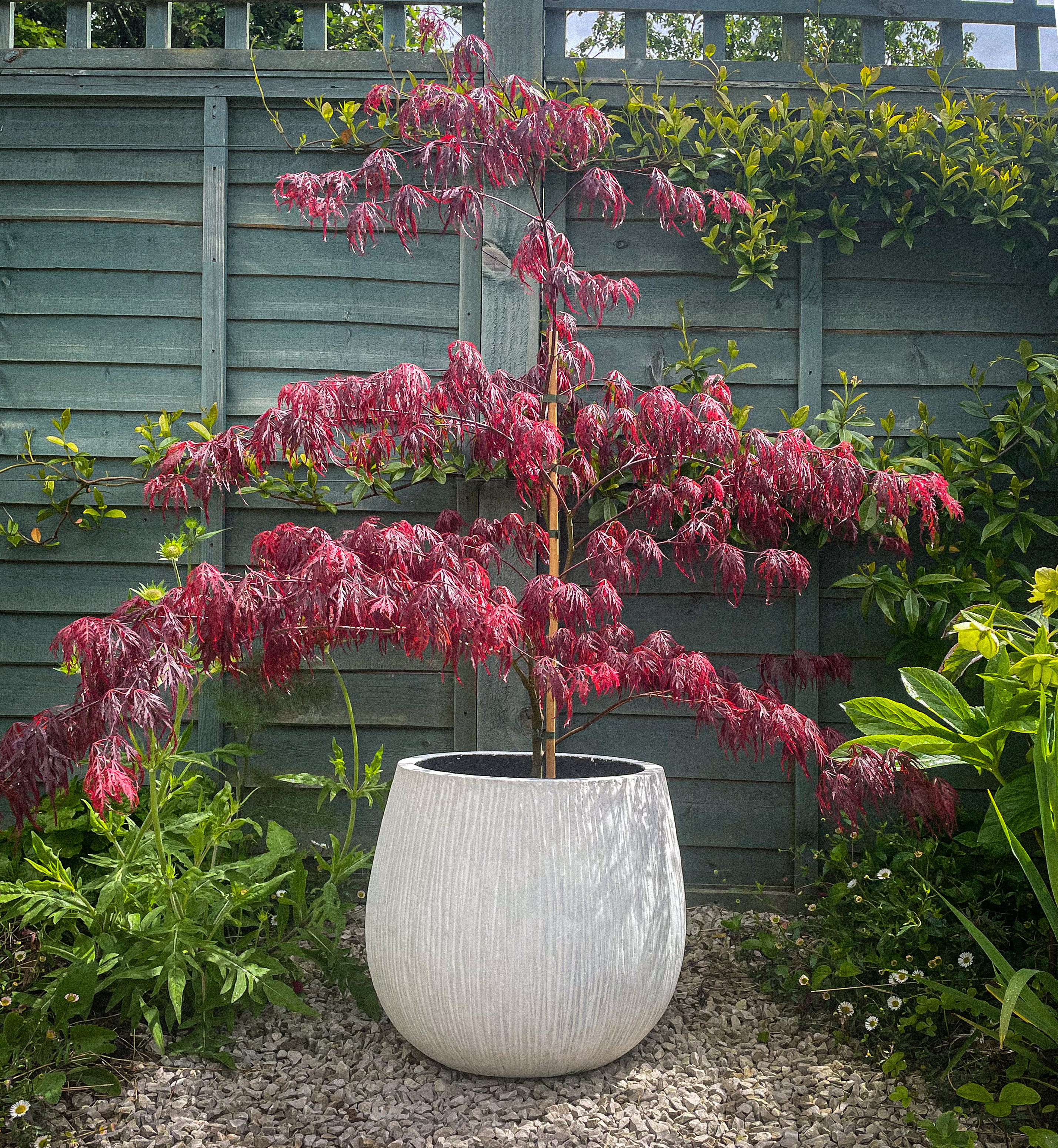 Birch Bulb