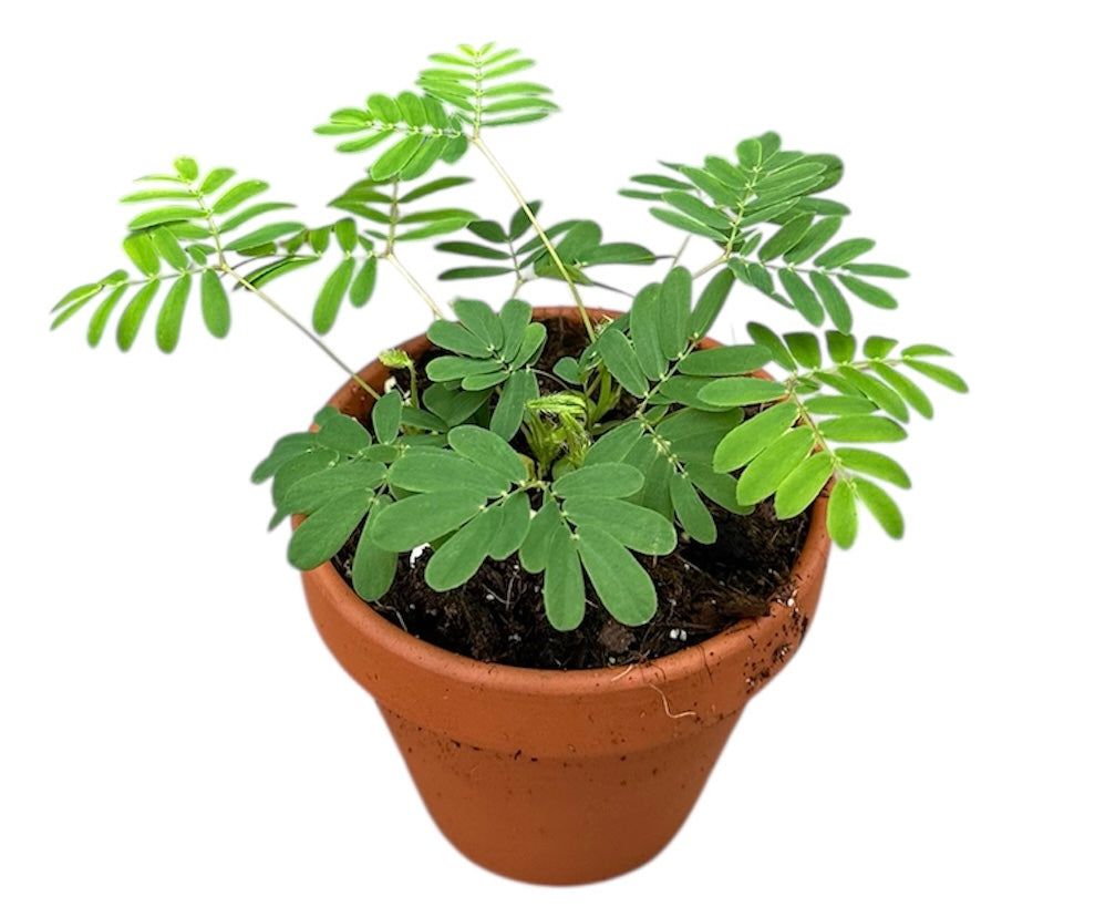 Mimosa Pudica Plant