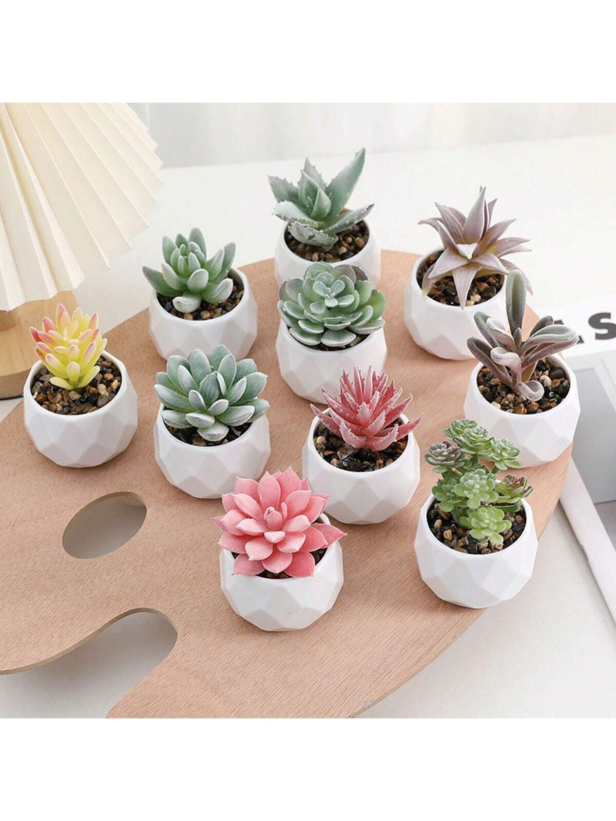 Mini succulent plants set