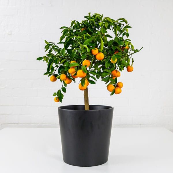 Dwarf Orange Tree