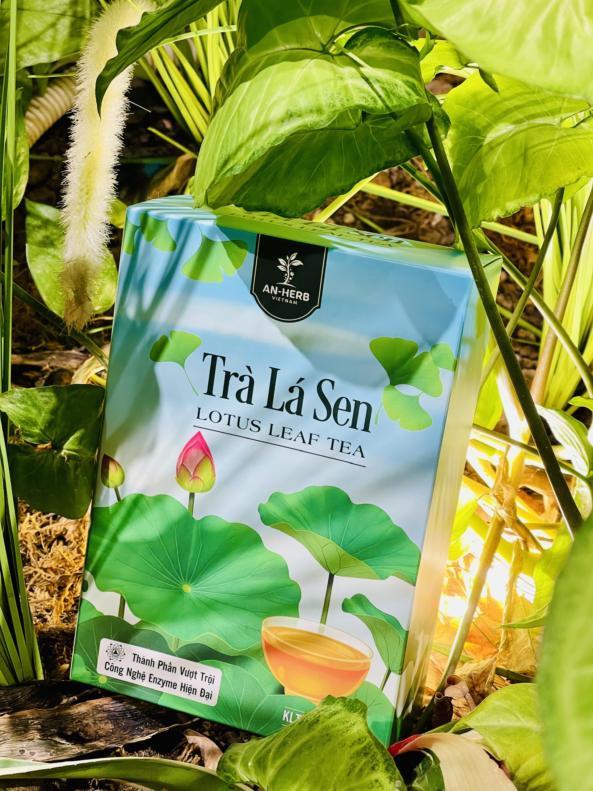 Trà búp sen cuộn