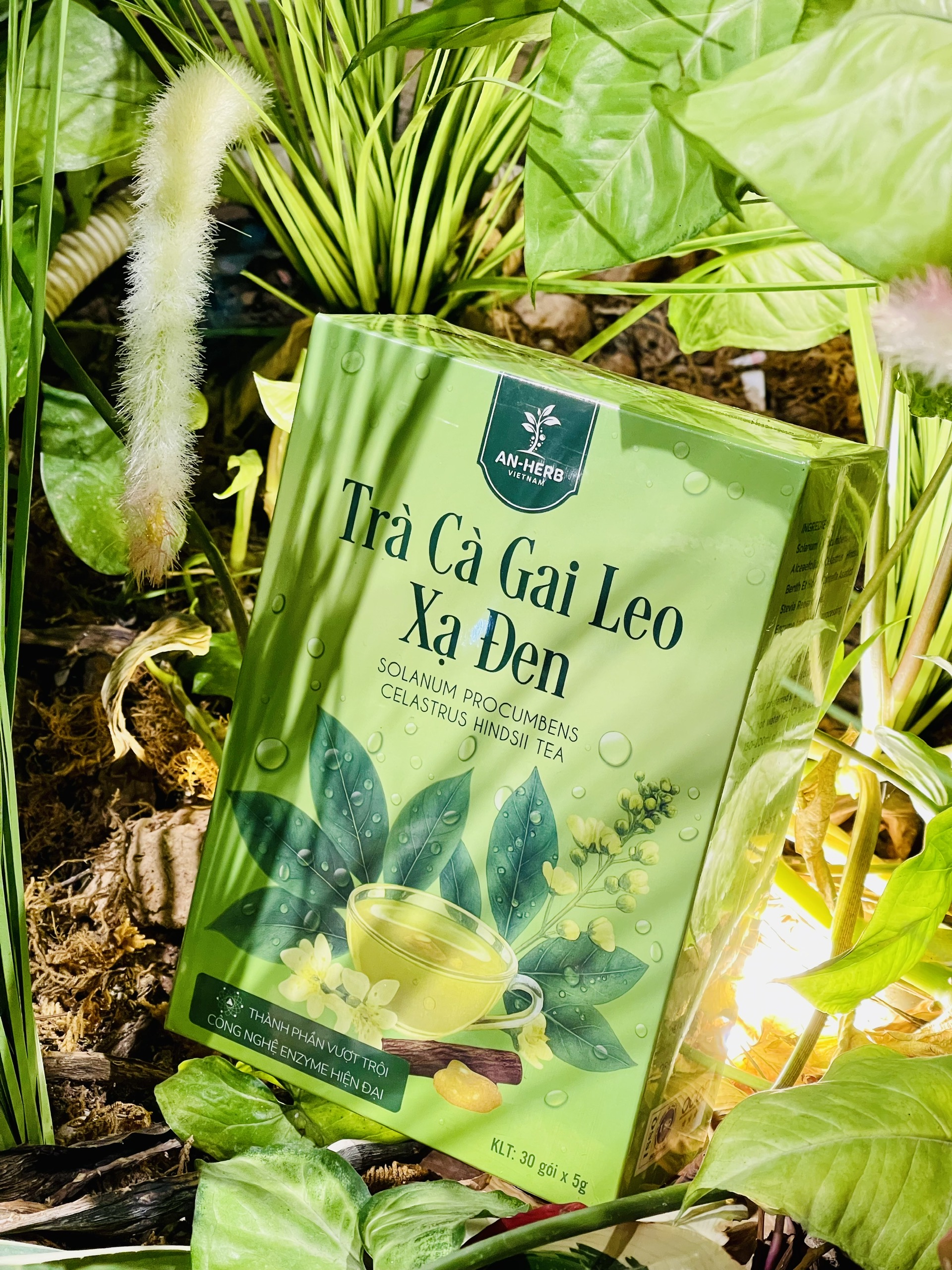 Trà cà gai leo xạ đen