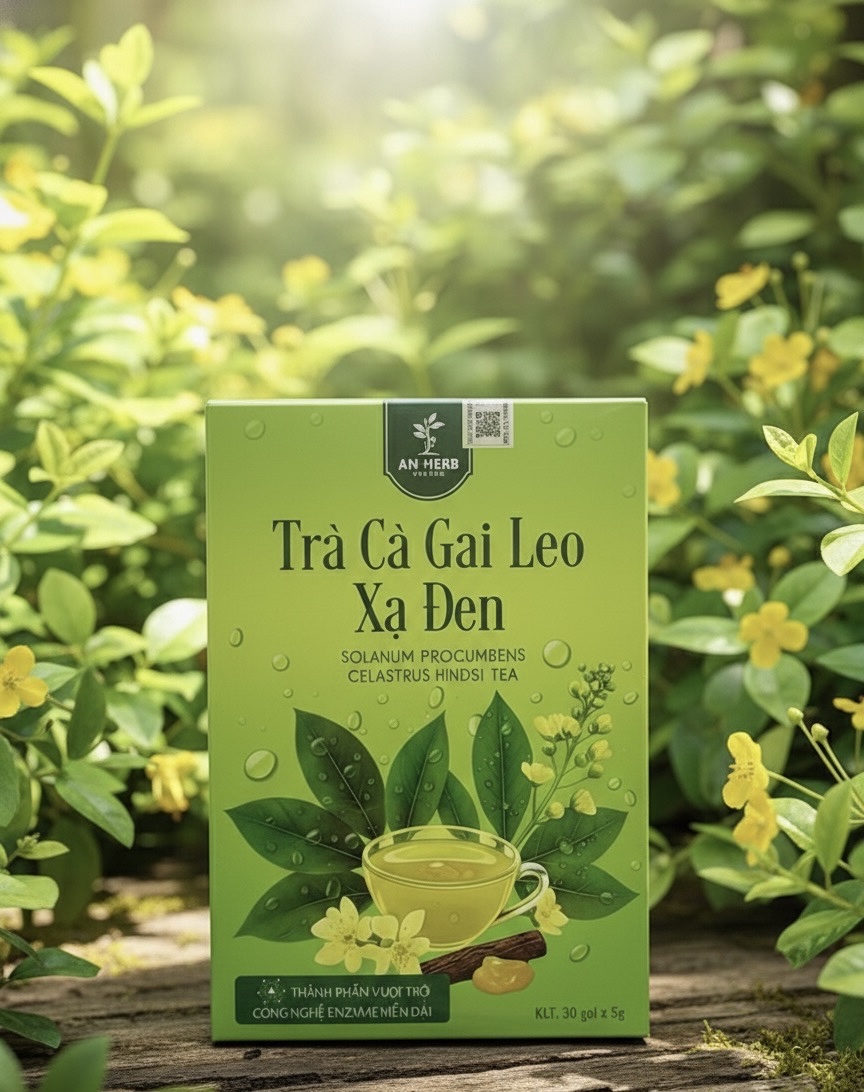Trà cà gai leo xạ đen