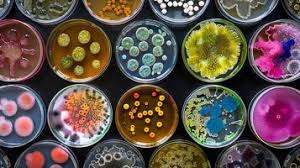 MICROBIOLOGY TUTORING