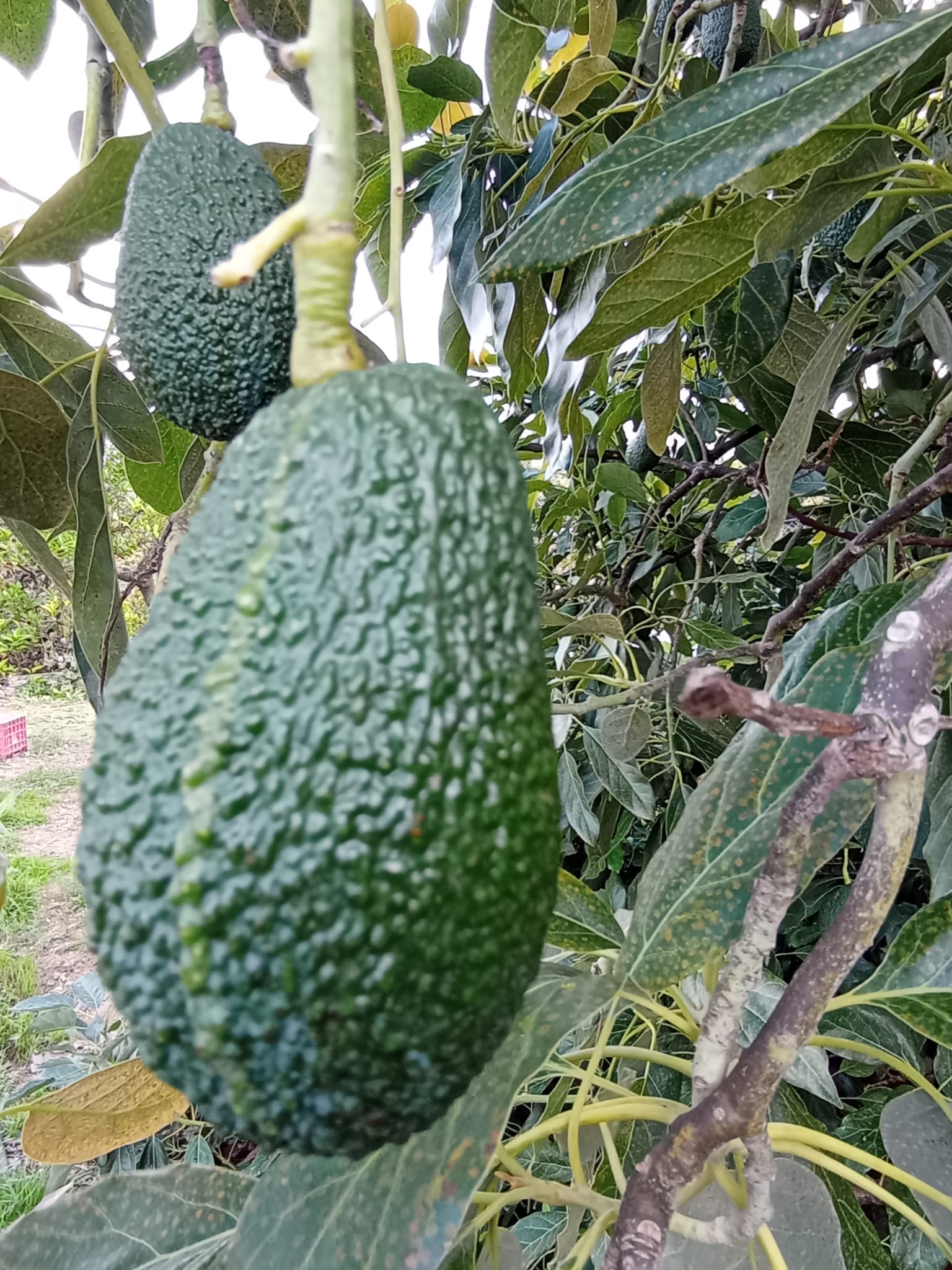 Aguacate Hass