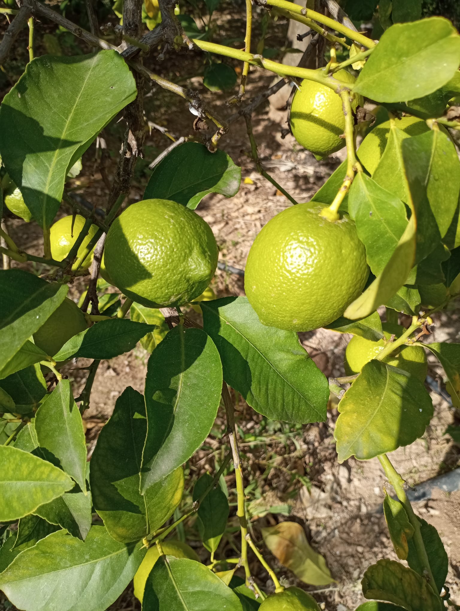 Limones frescos de la huerta