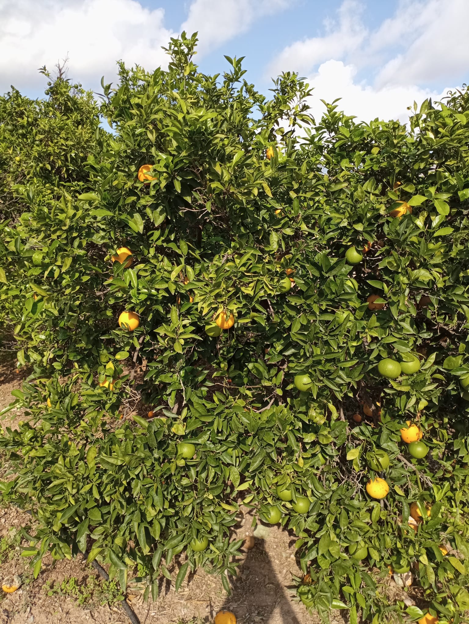 Naranjas frescas