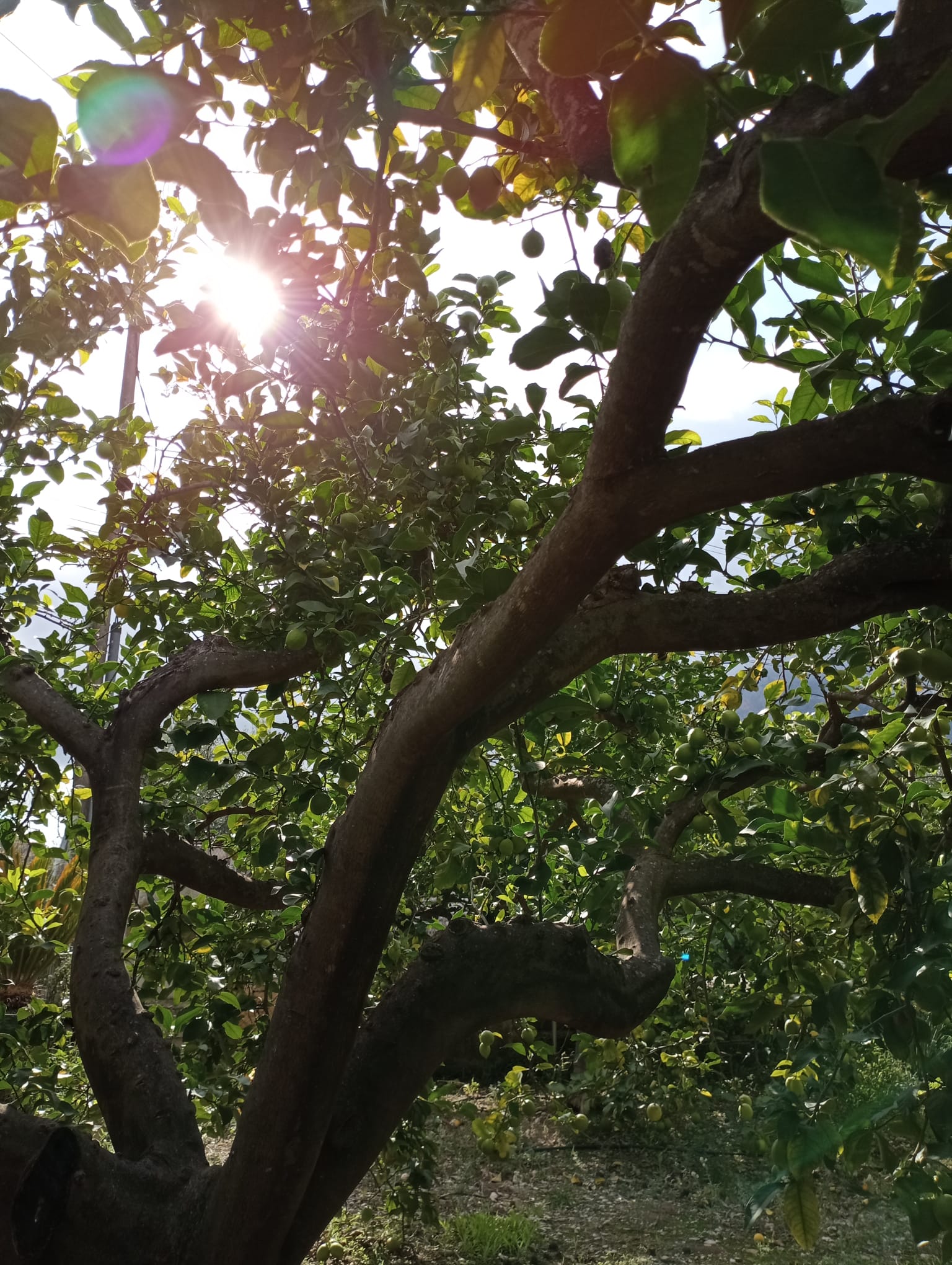 Limones frescos de la huerta