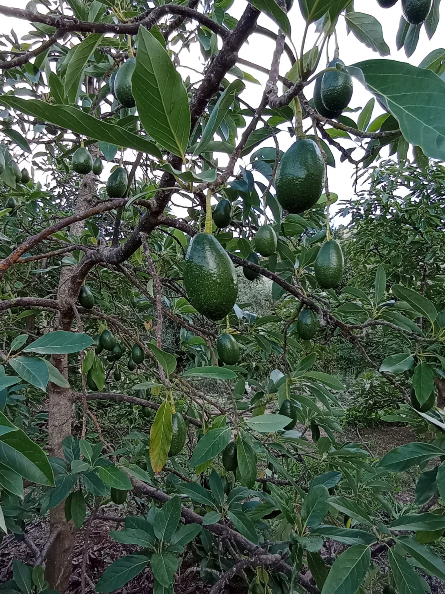 Aguacate Bacon