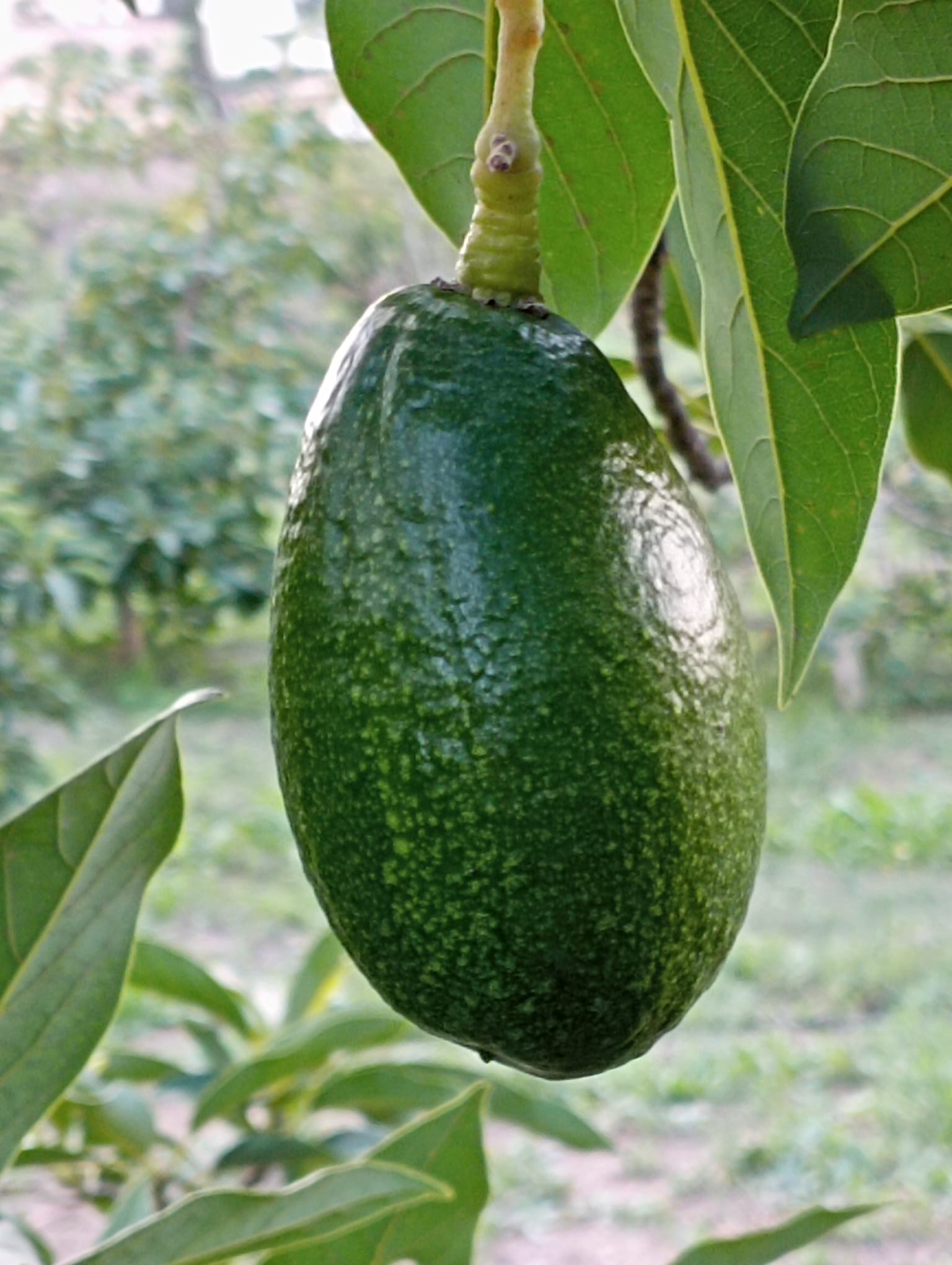 Aguacate Bacon