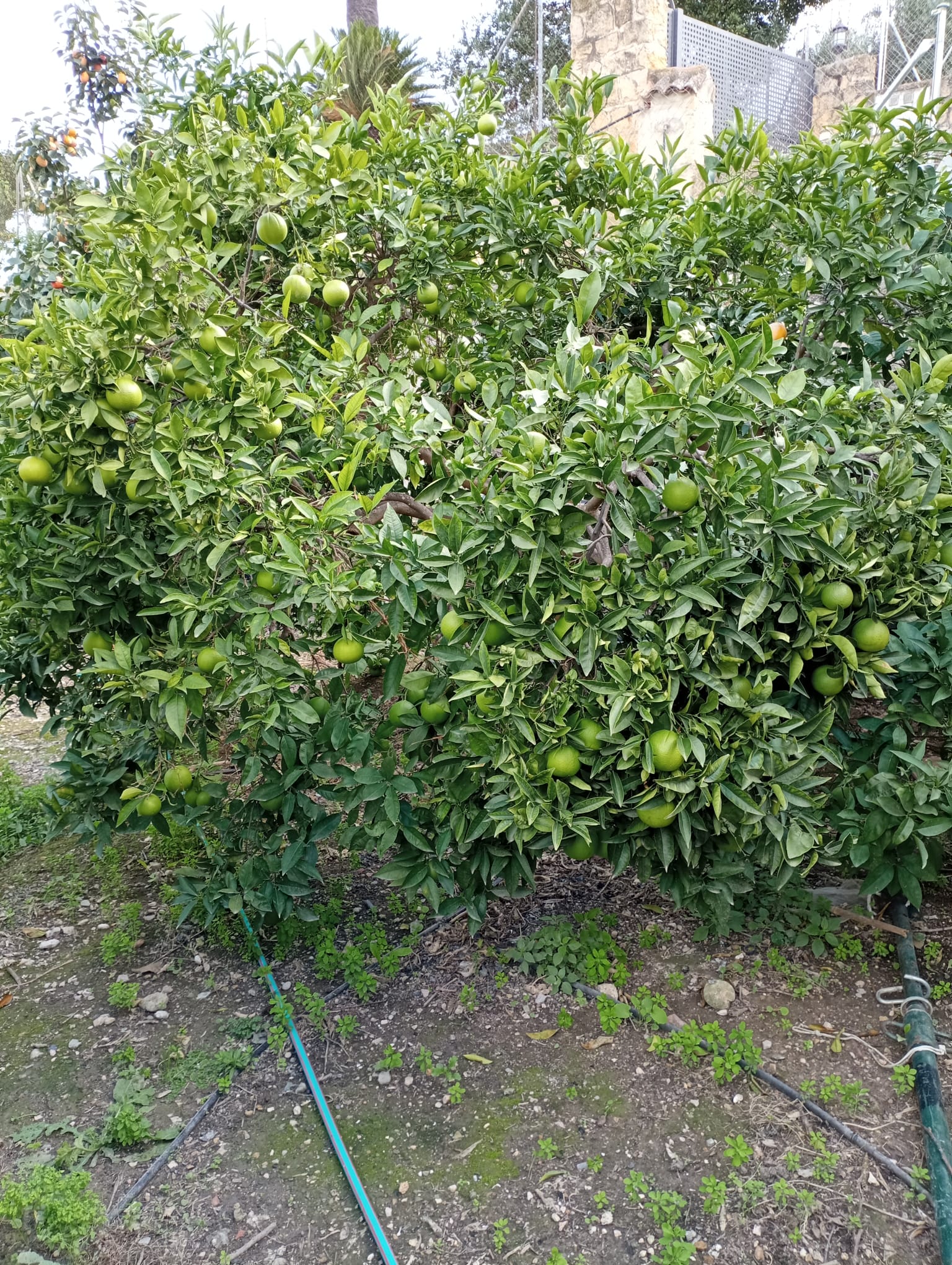 Naranjas frescas