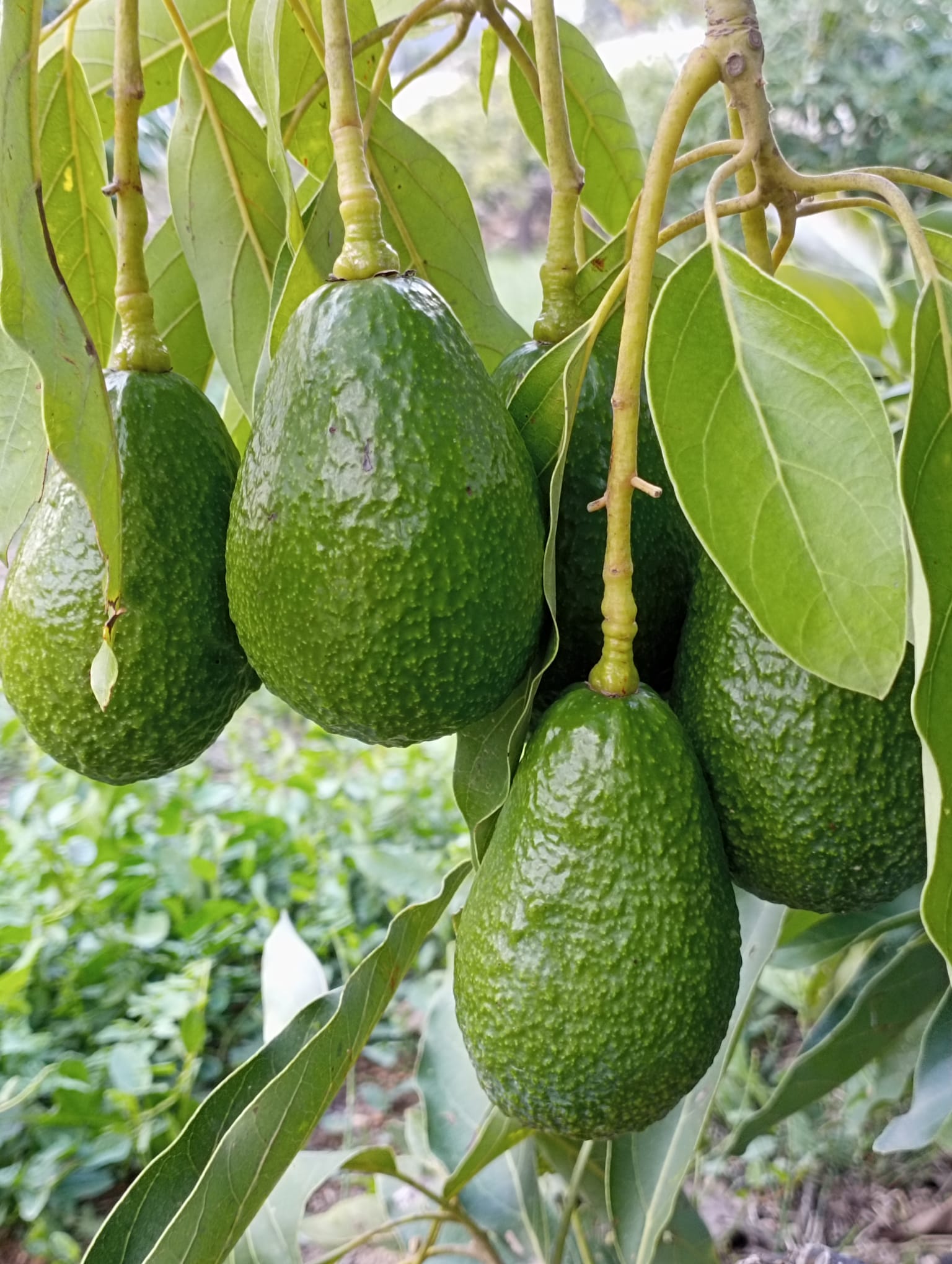 Aguacate Bacon