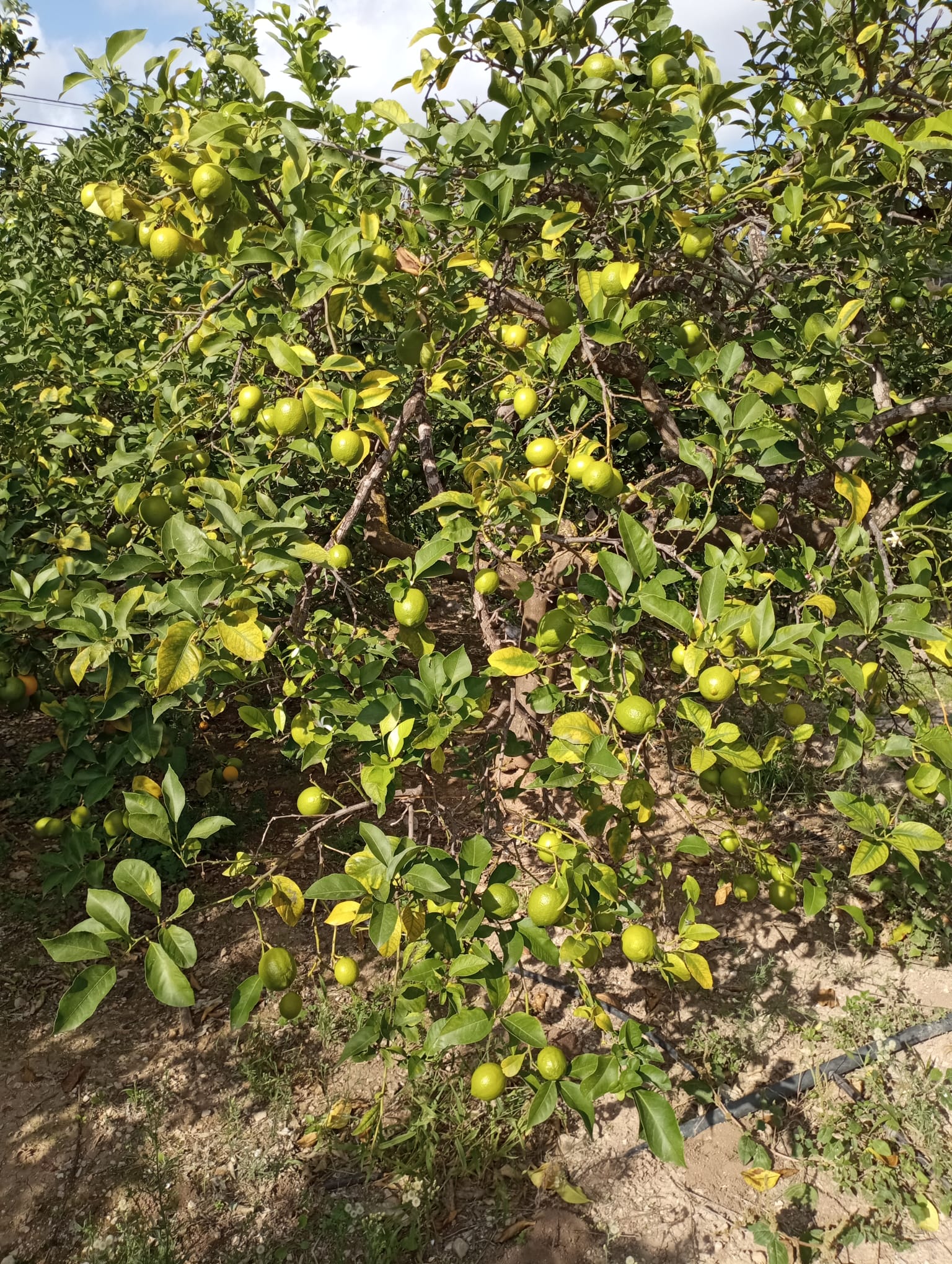 Limones frescos de la huerta