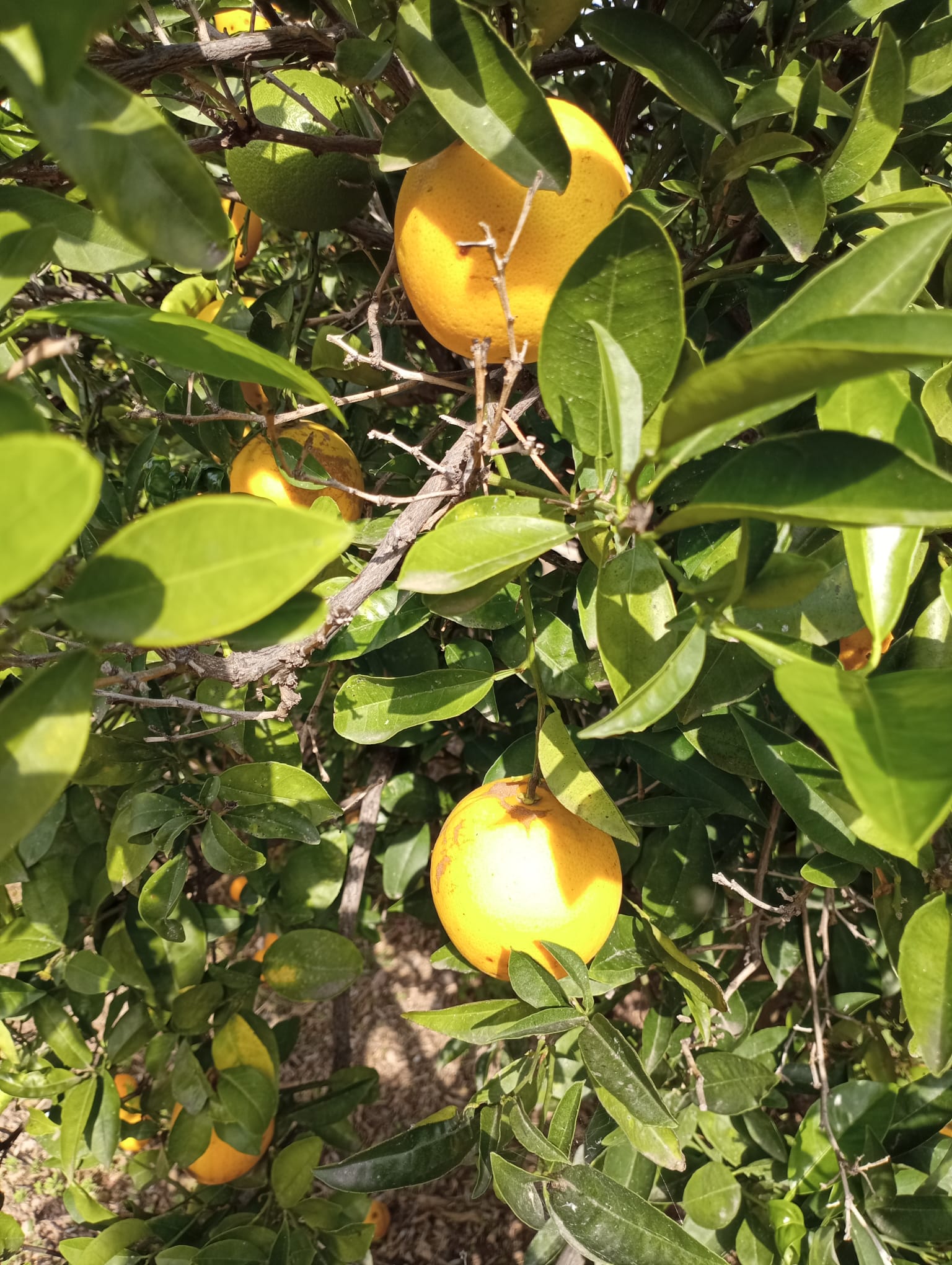 Naranjas frescas