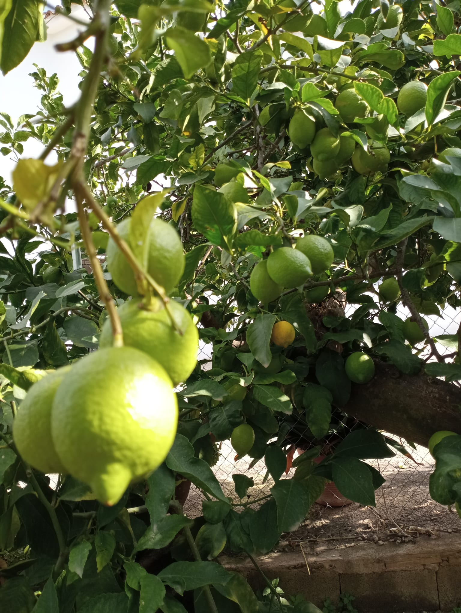 Limones frescos de la huerta