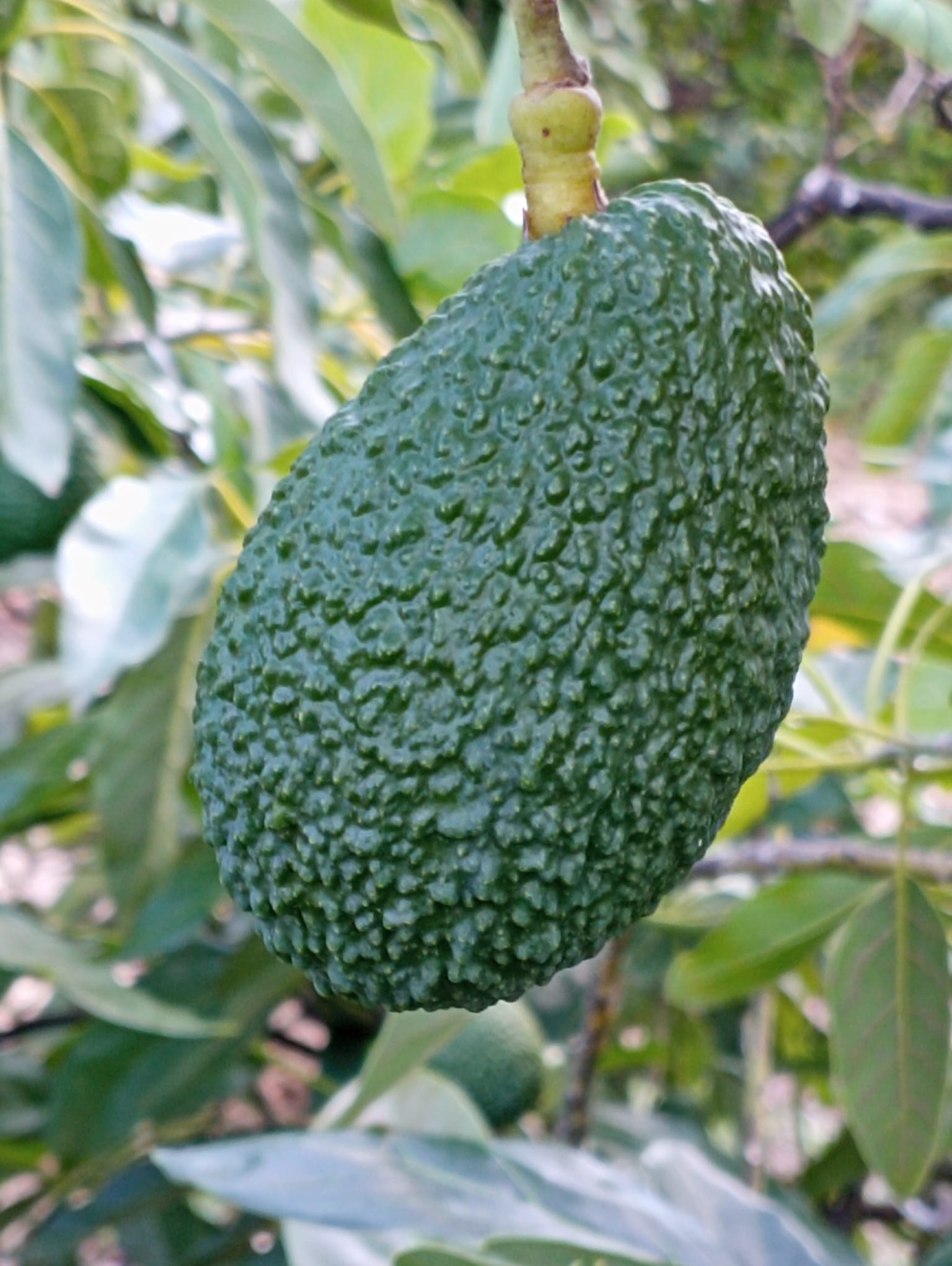 Aguacate Hass