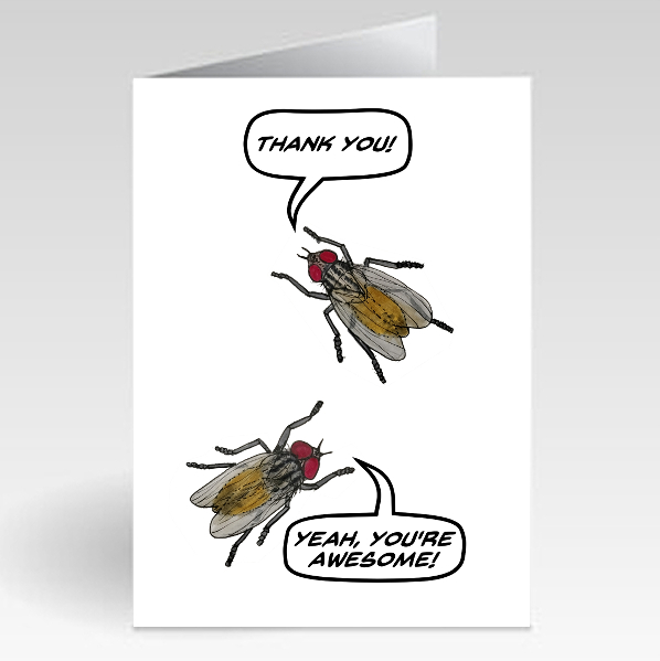 House Fly - Thank You