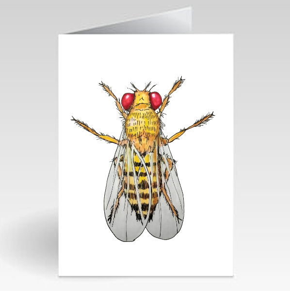 Female Fruit Fly - Standard Card