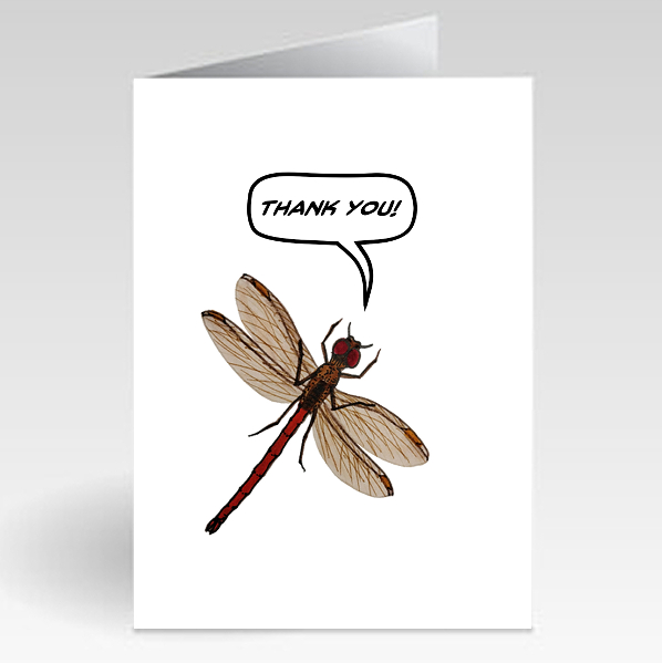 Dragonfly - Thank You