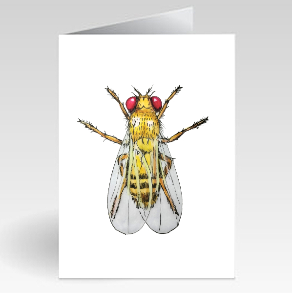 Male Fruit Fly - Standard Card