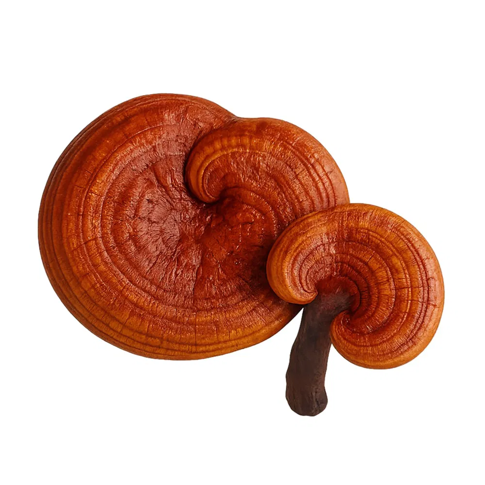 Reishi extract