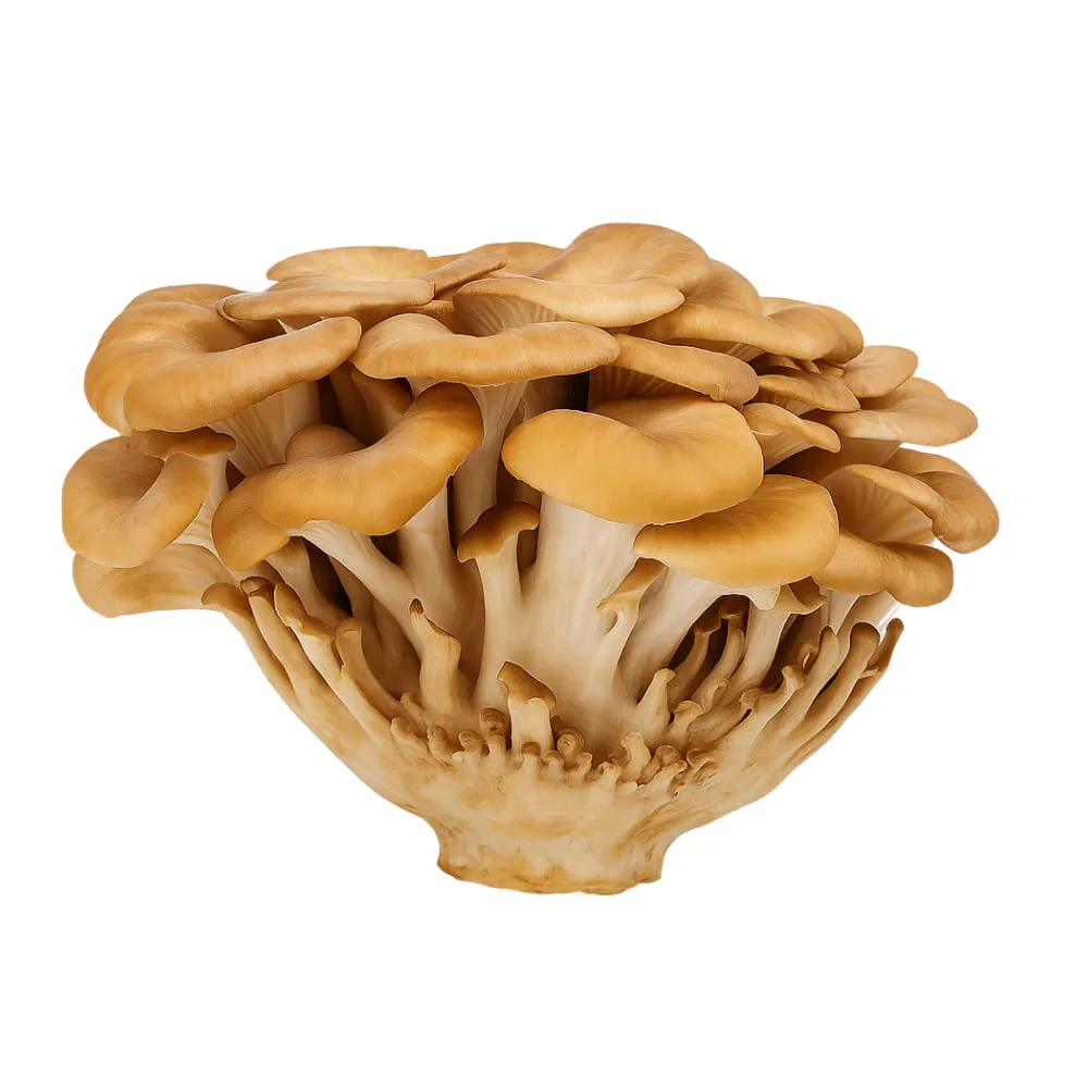 maitake extract