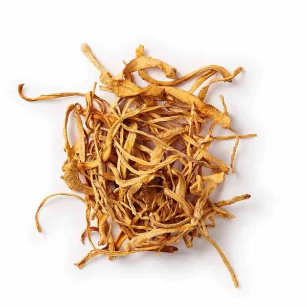 Cordyceps extract