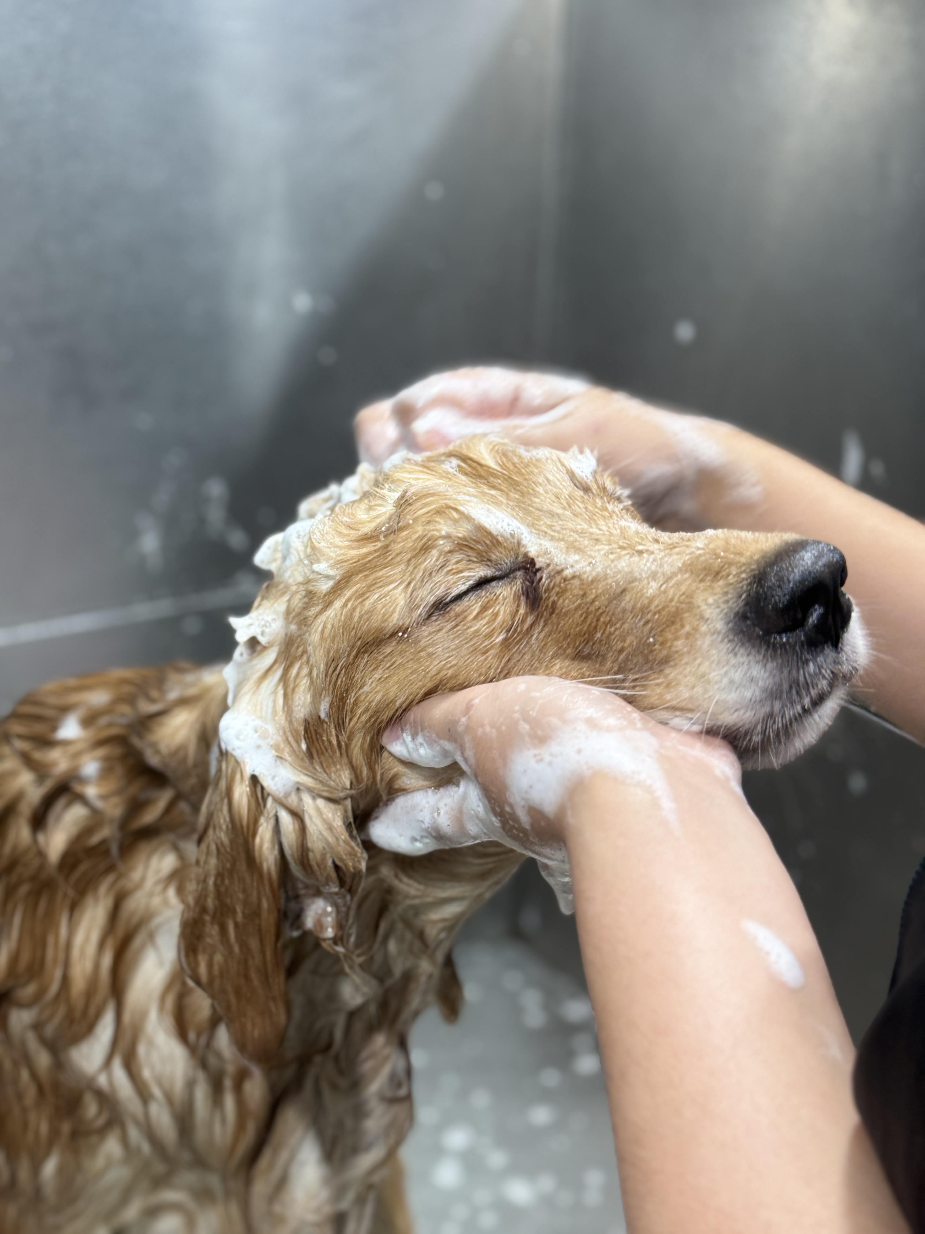 Luxe Spa  - 26-40 kg